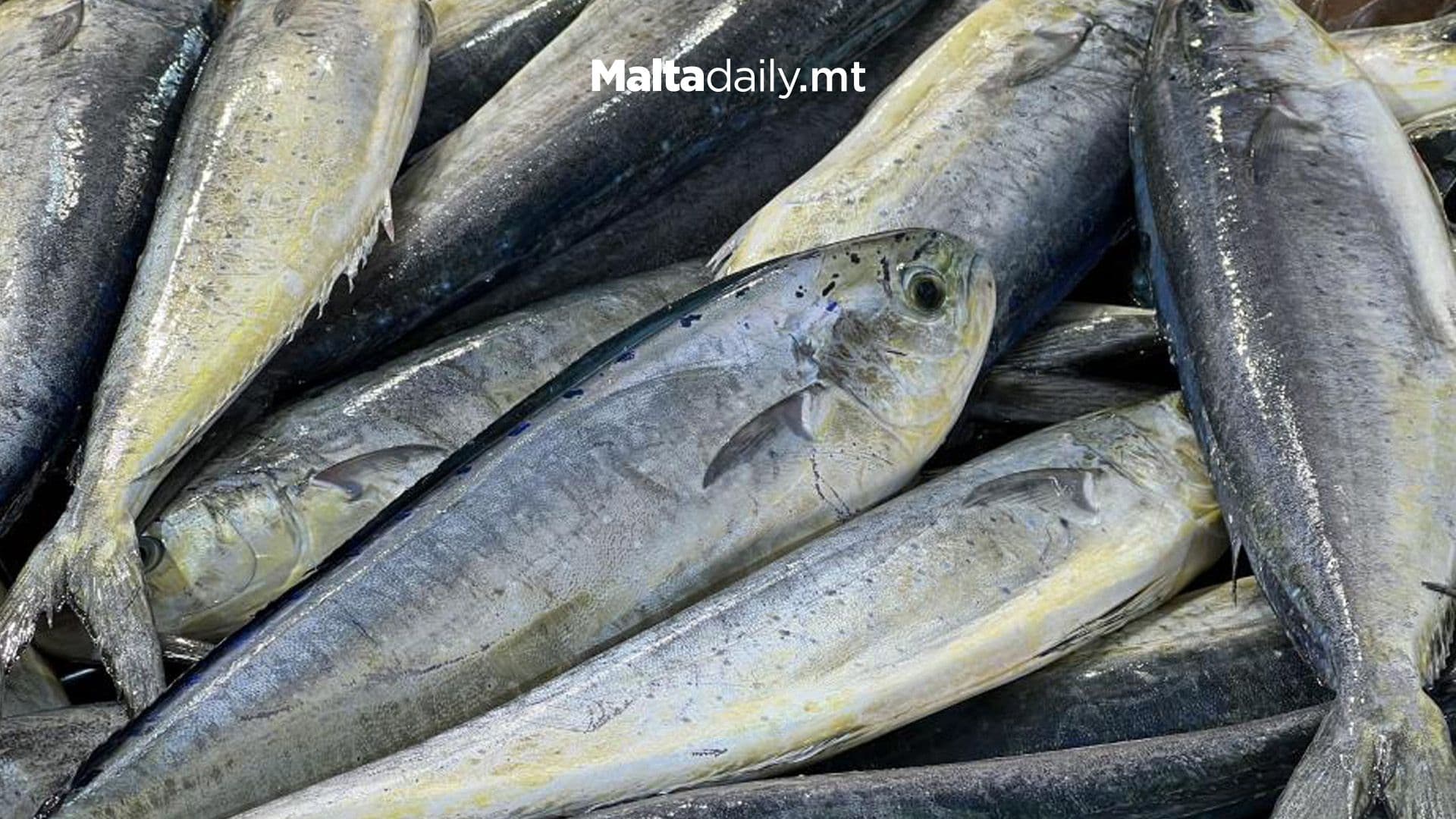 Lampuki Season Officially Begins As First Batch Comes In