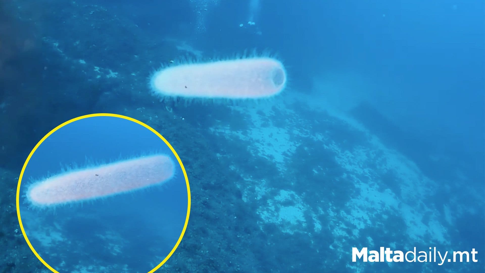 Marine Biologist Shares Stunning Footage Of Bioluminescent Sea Creature