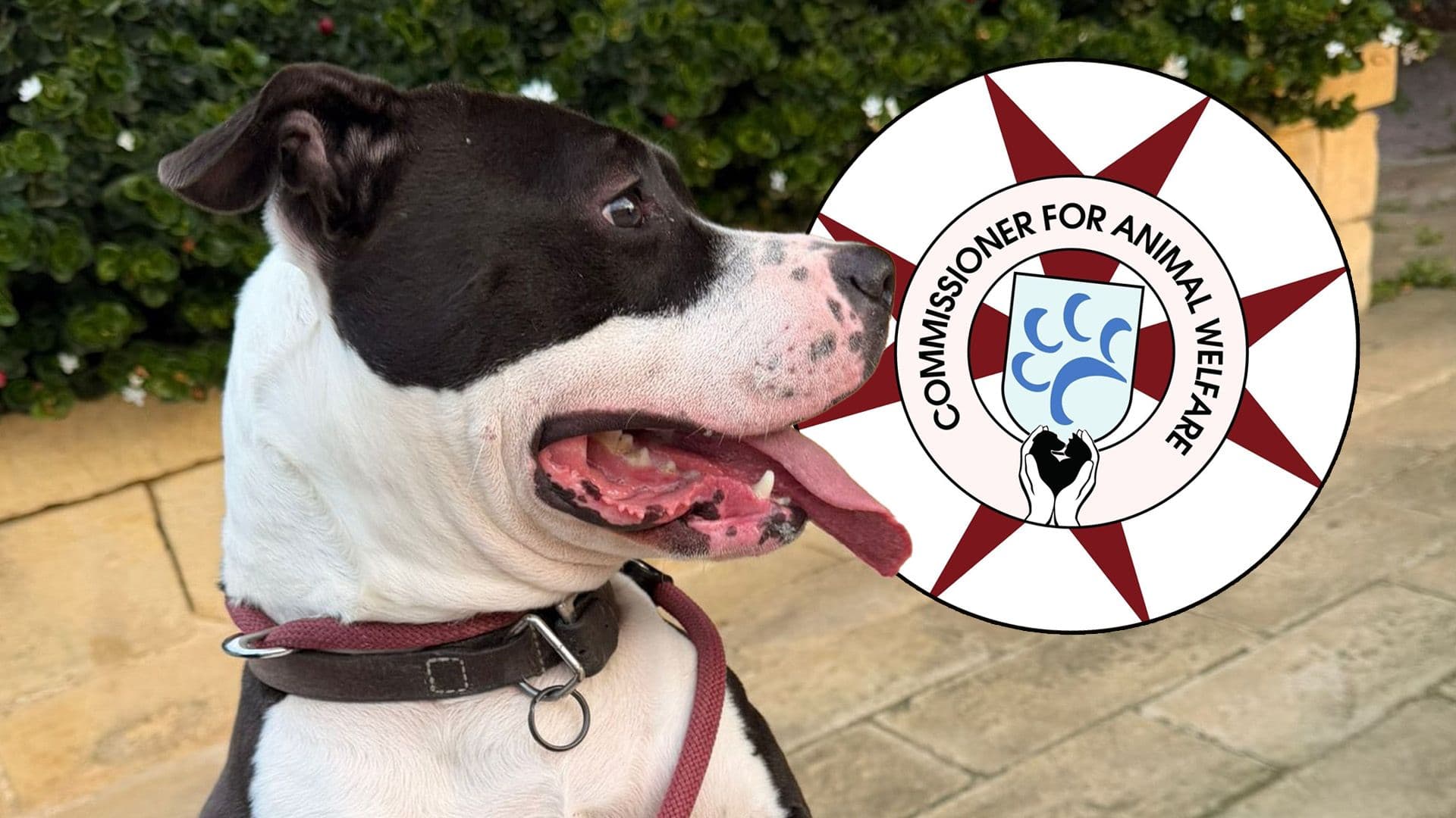 Dog Transfer From Naples To Malta Cancelled After Animal Welfare Inspection