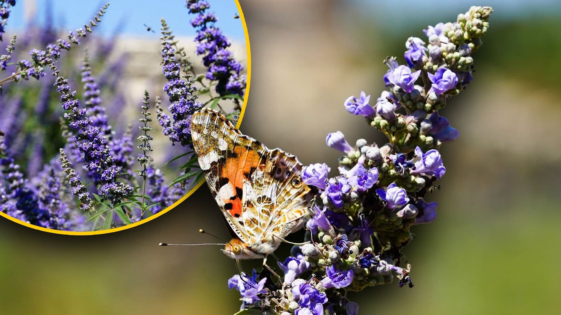 "Purple Carpet": Wied Qirda Filled With Indigenous Plant, Butterflies, and Bees After 4 Years Of Care