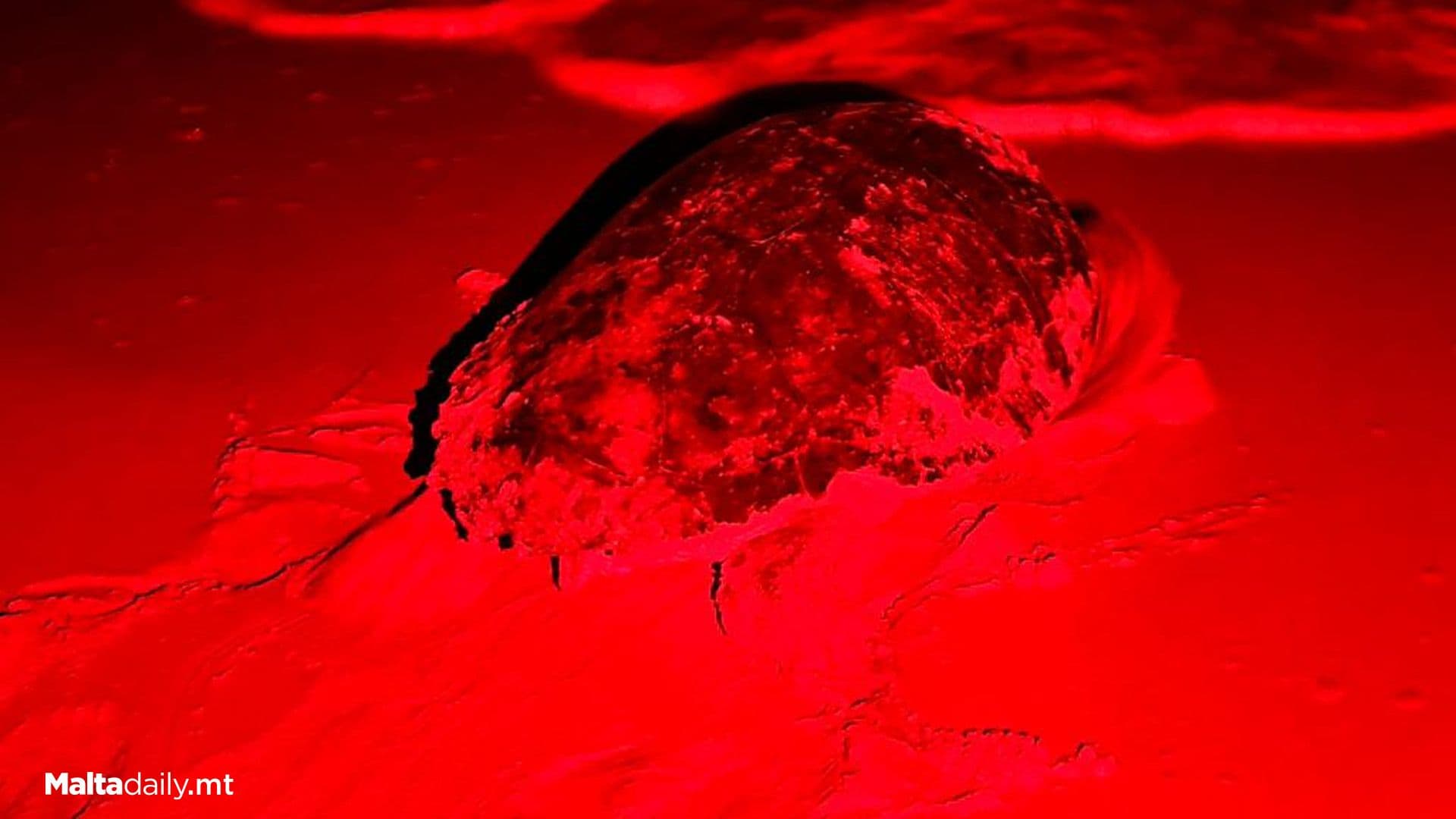 6th Turtle Nest Of 2025 Found At Ramla L-Ħamra Gozo