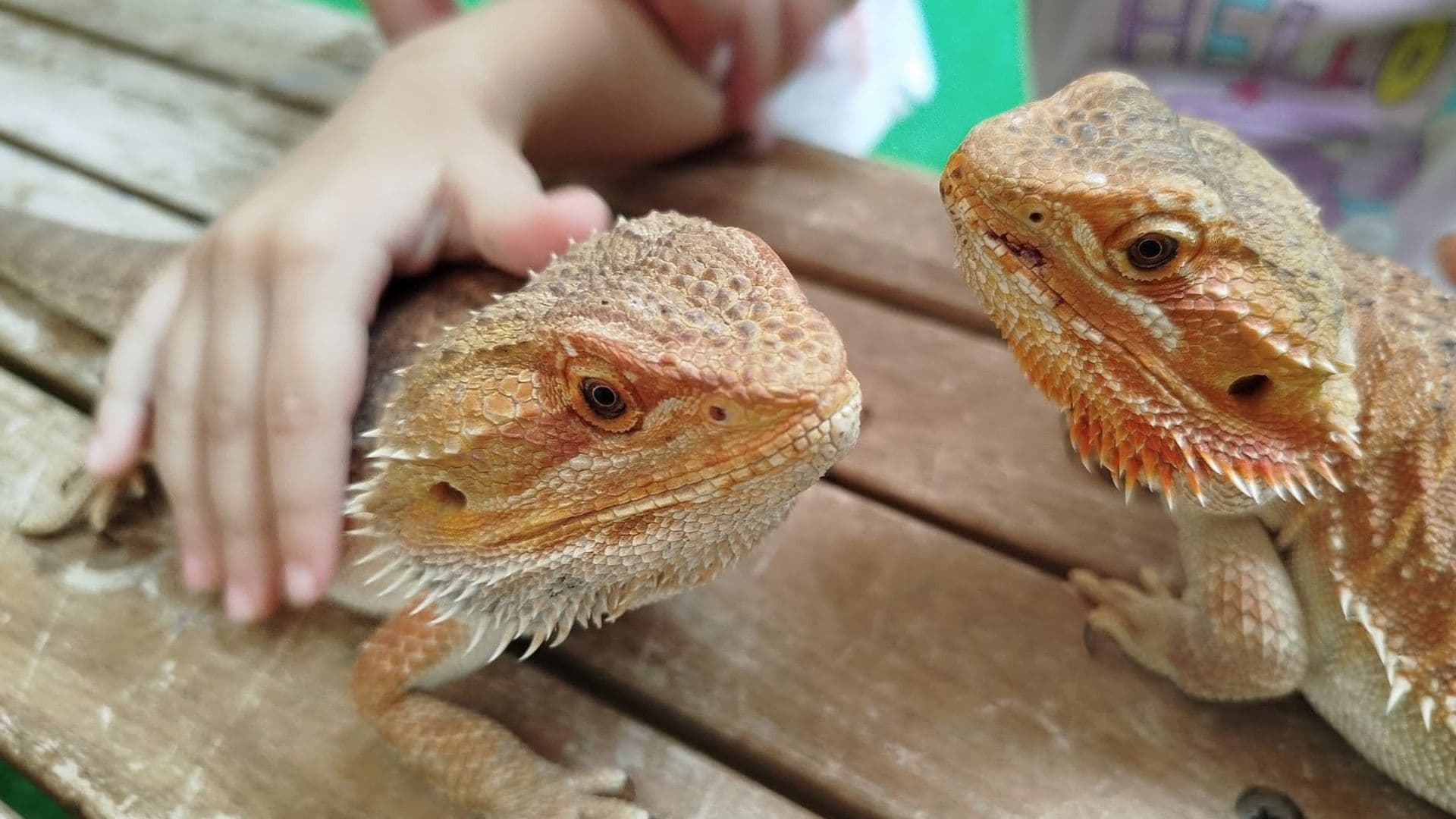 Festa Annimali Returns For Third Edition In Ta’ Qali This Saturday