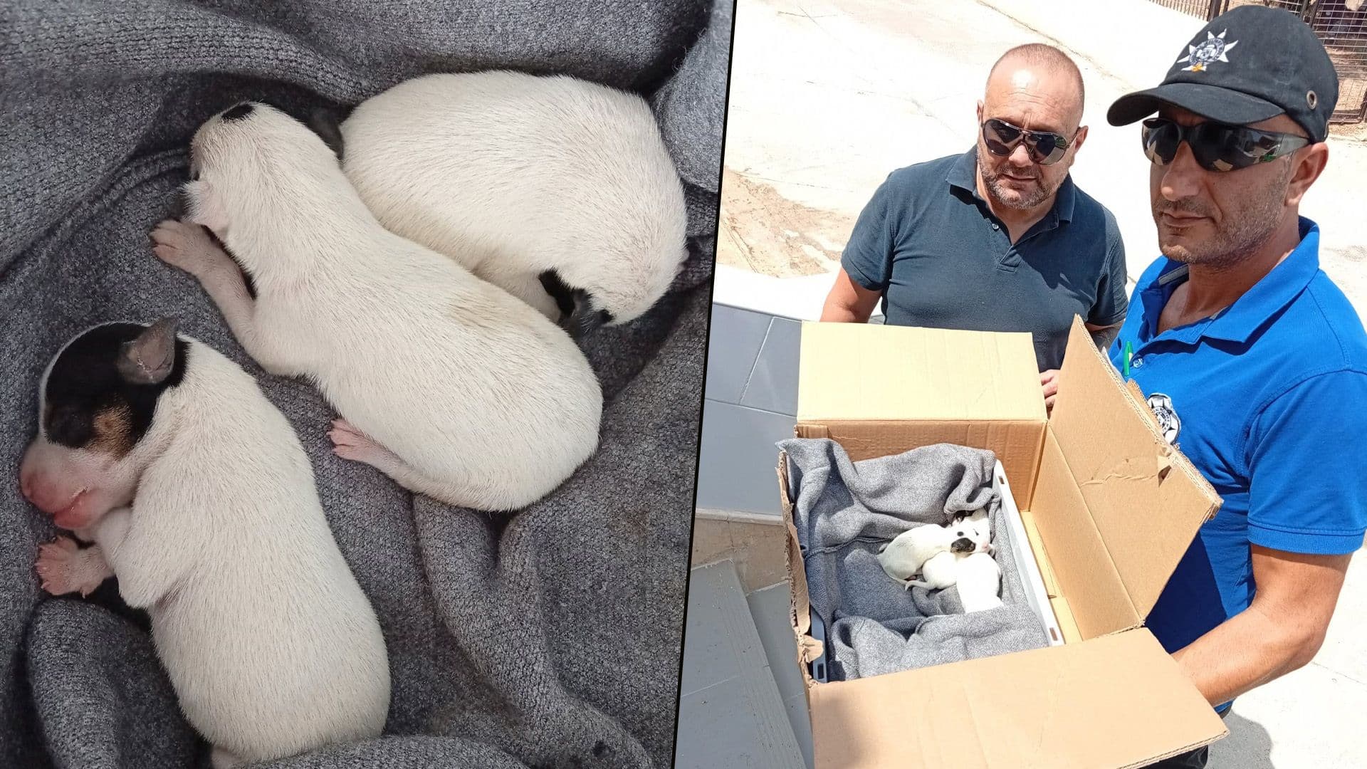Four Newborn Puppies Found Dumped: One Already Passed Away