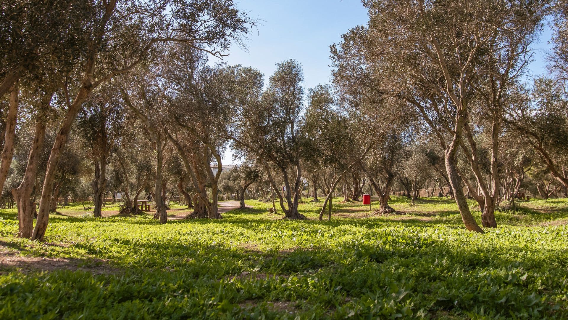 Project Green Invites You To Dawra Durella F’ San Klement!