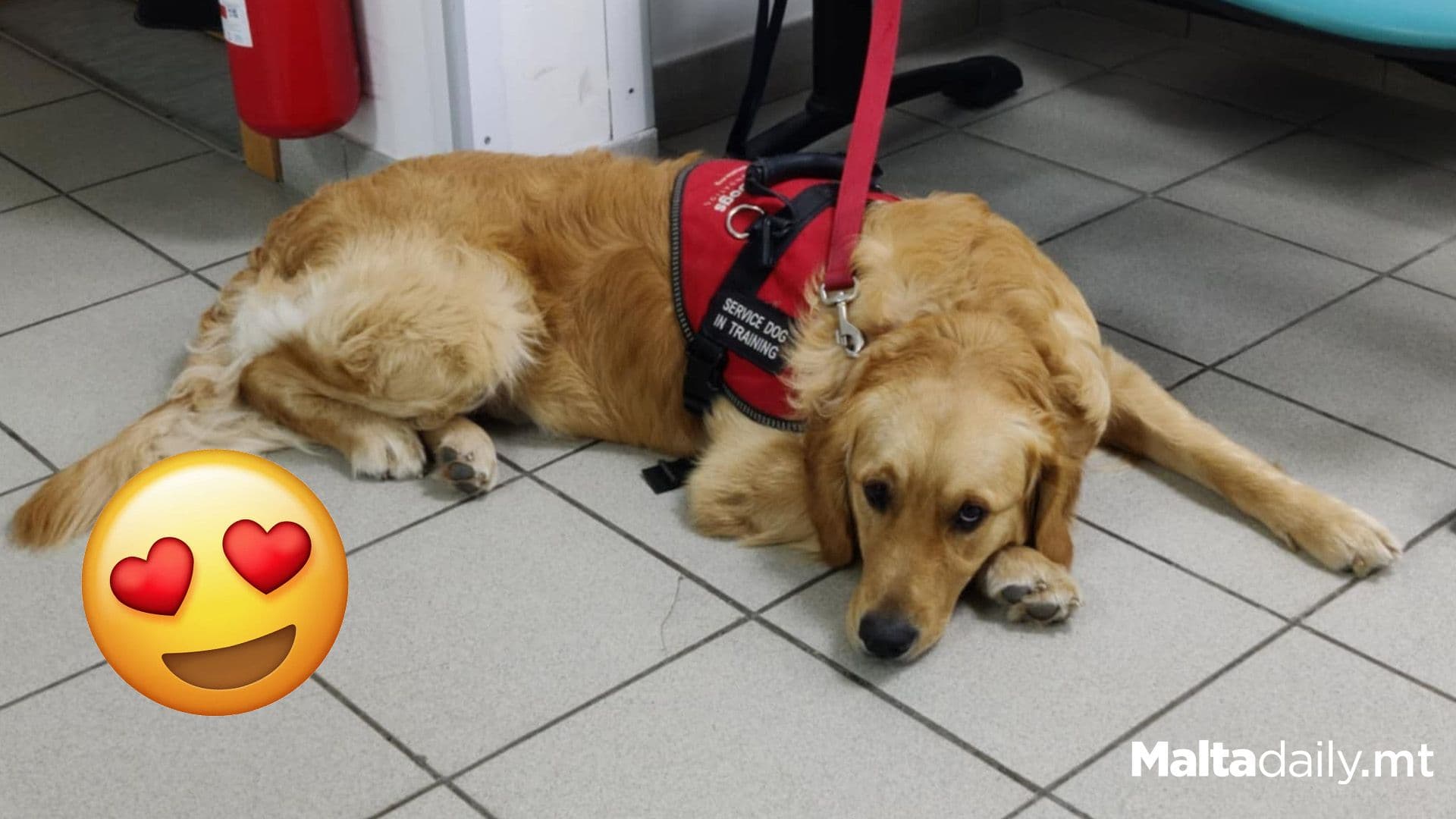 Service Dog Waiting Patiently For Owner To Finish Surgery