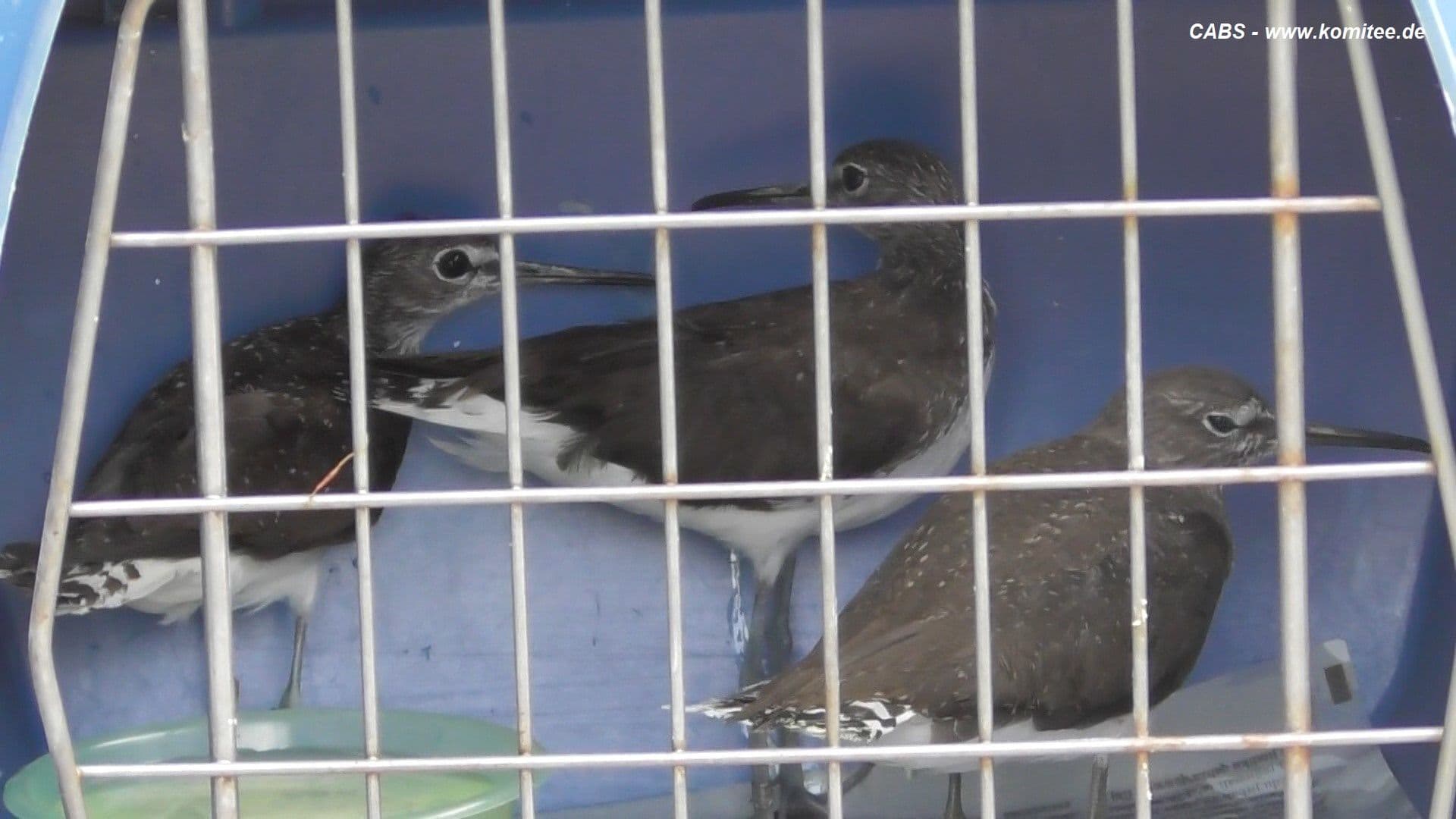 Malta’s Most Notorious Wildlife Offenders Has Been Convicted Once Again