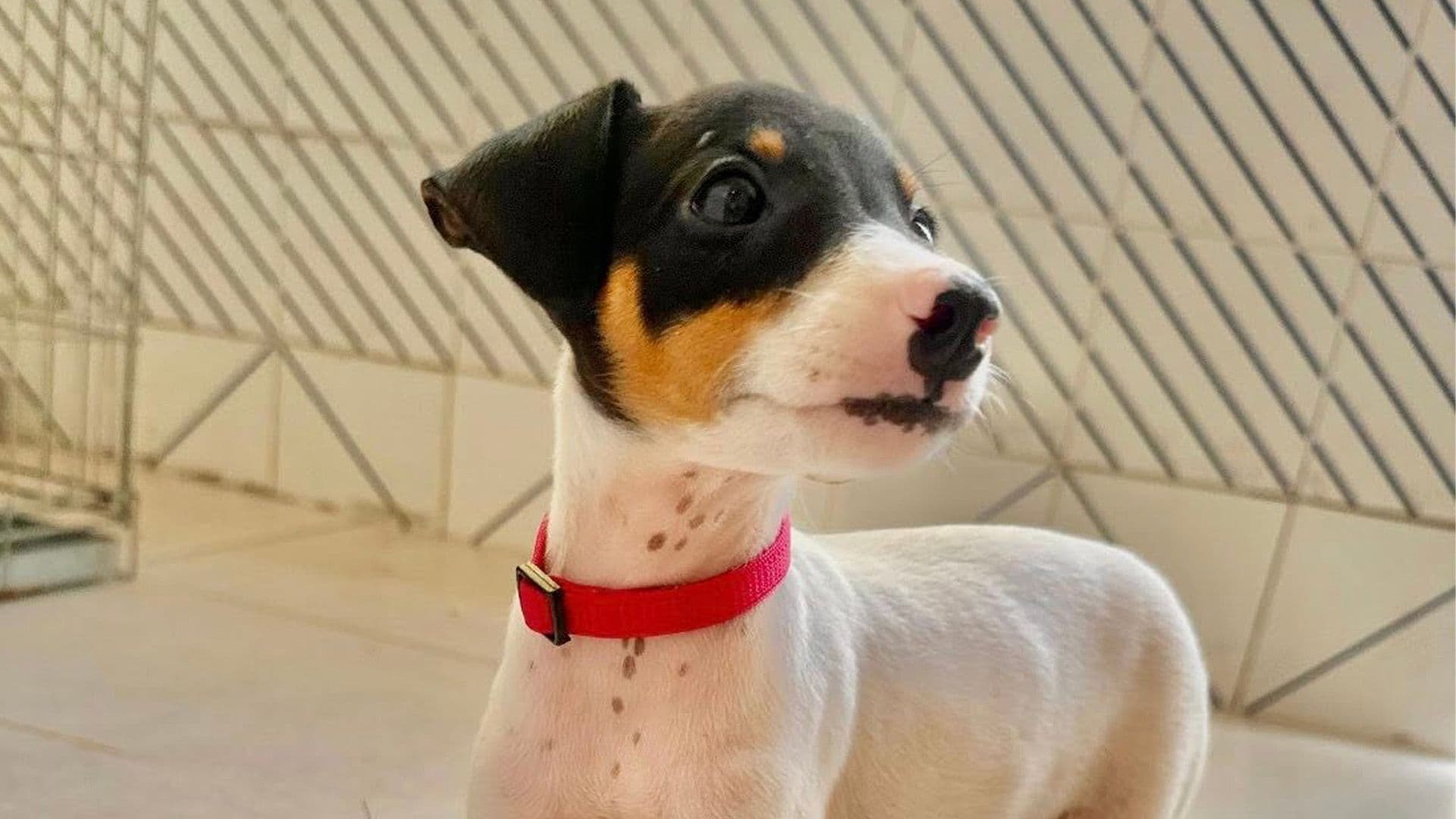 “Golf Course Puppies” Finally Ready For Their Forever Homes