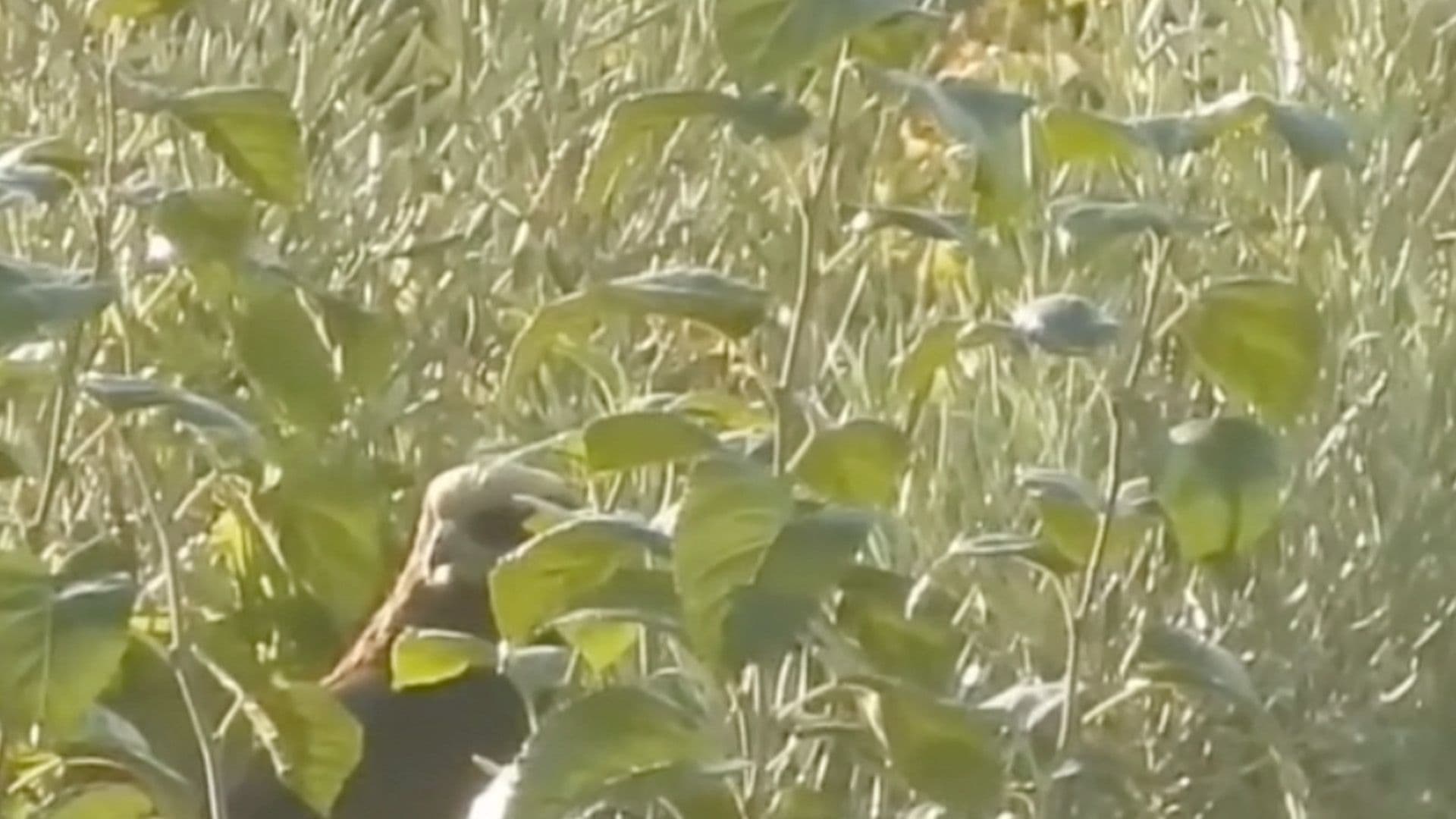 Watch: Marsh Harrier Wakes Up After Long Migration Flight In Malta