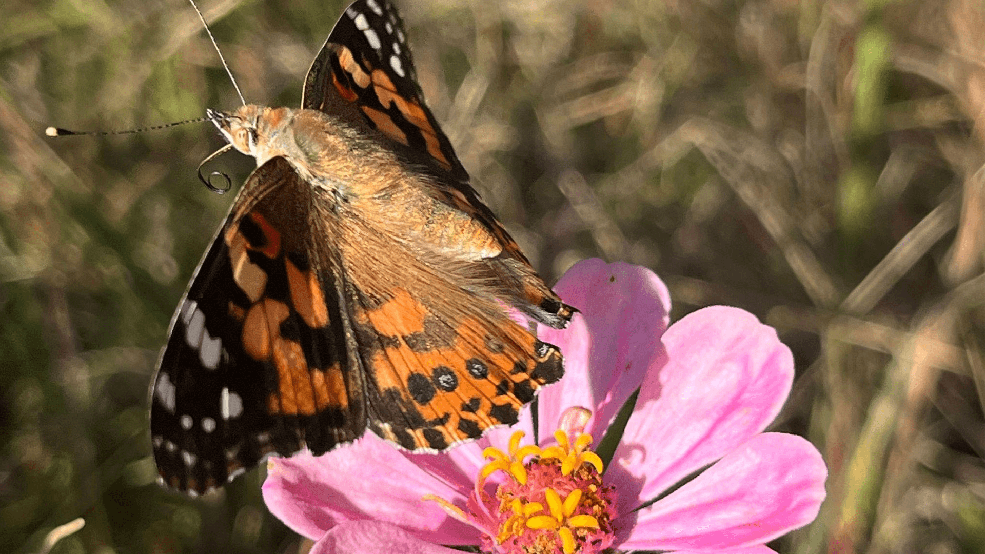 Malta Becomes Key Migration Spot For Painted Lady Butterflies