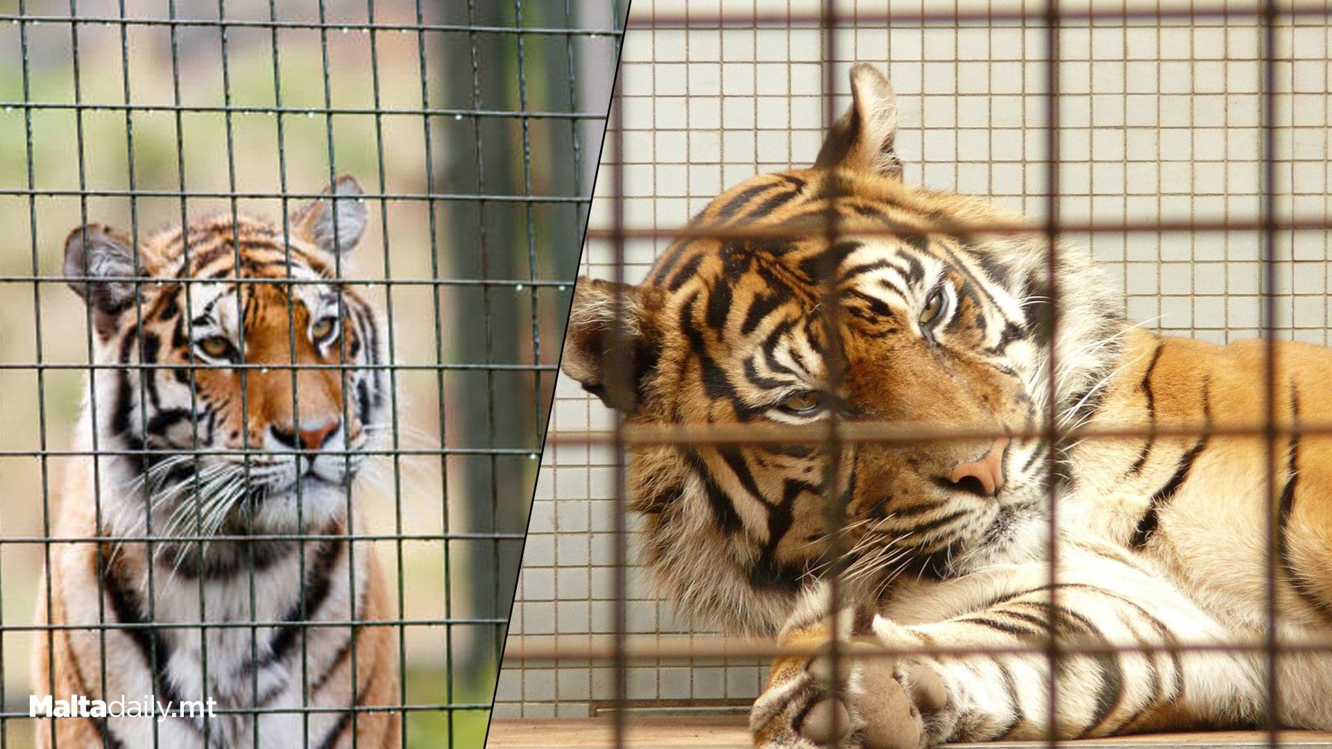 90 Day Amnesty Period To Register Dangerous Animals Without Penalties