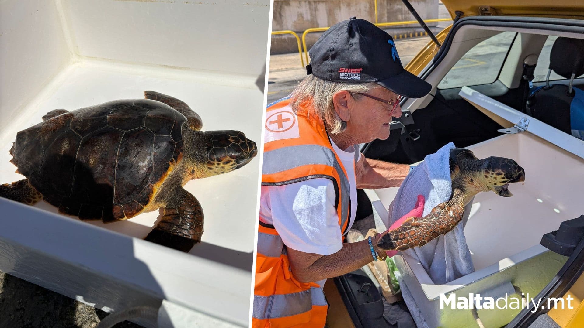 Struggling Sea Turtle Rescued After Being Spotted Unable To Dive