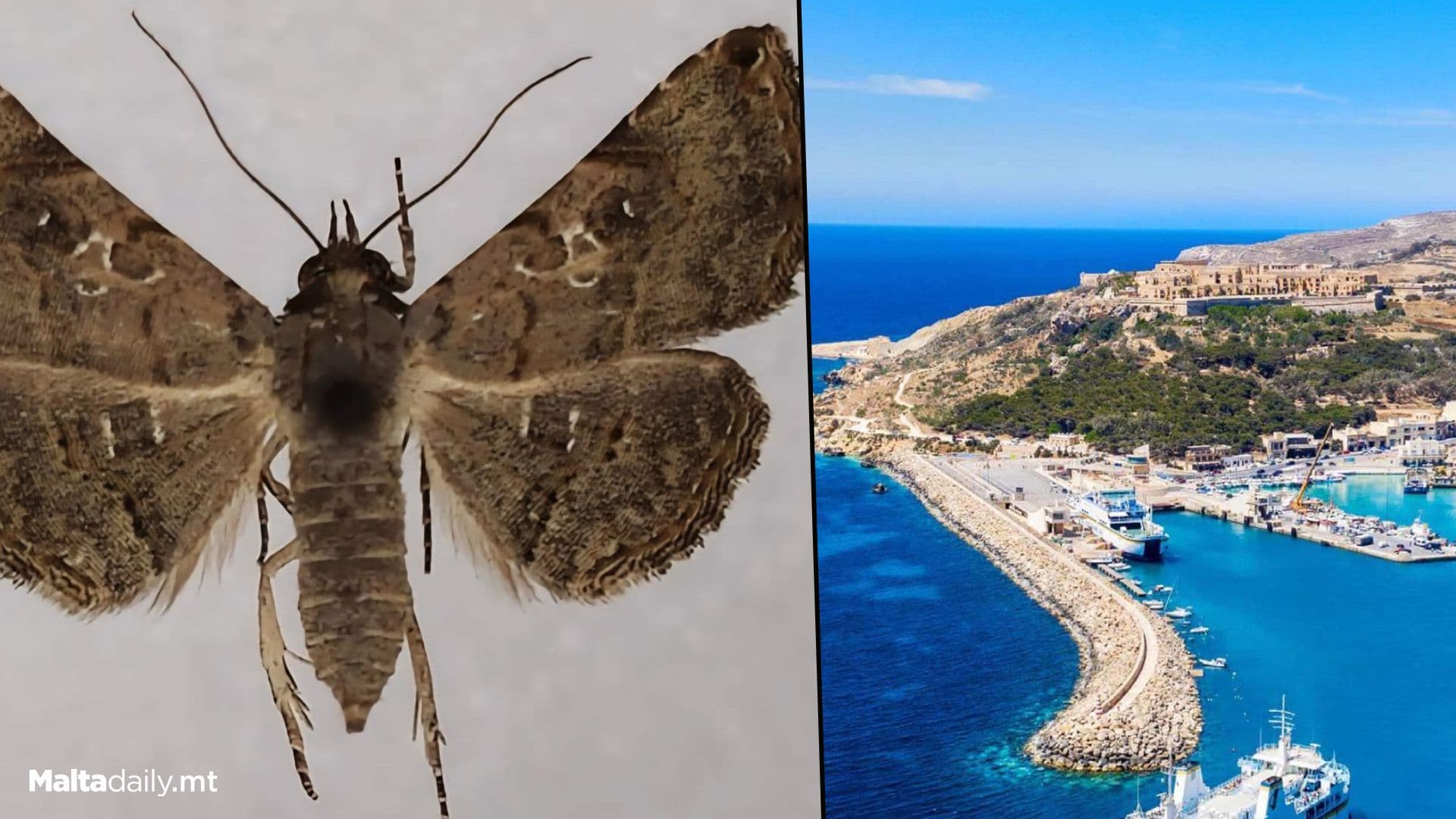New Pest Moth Species Found In Gozo