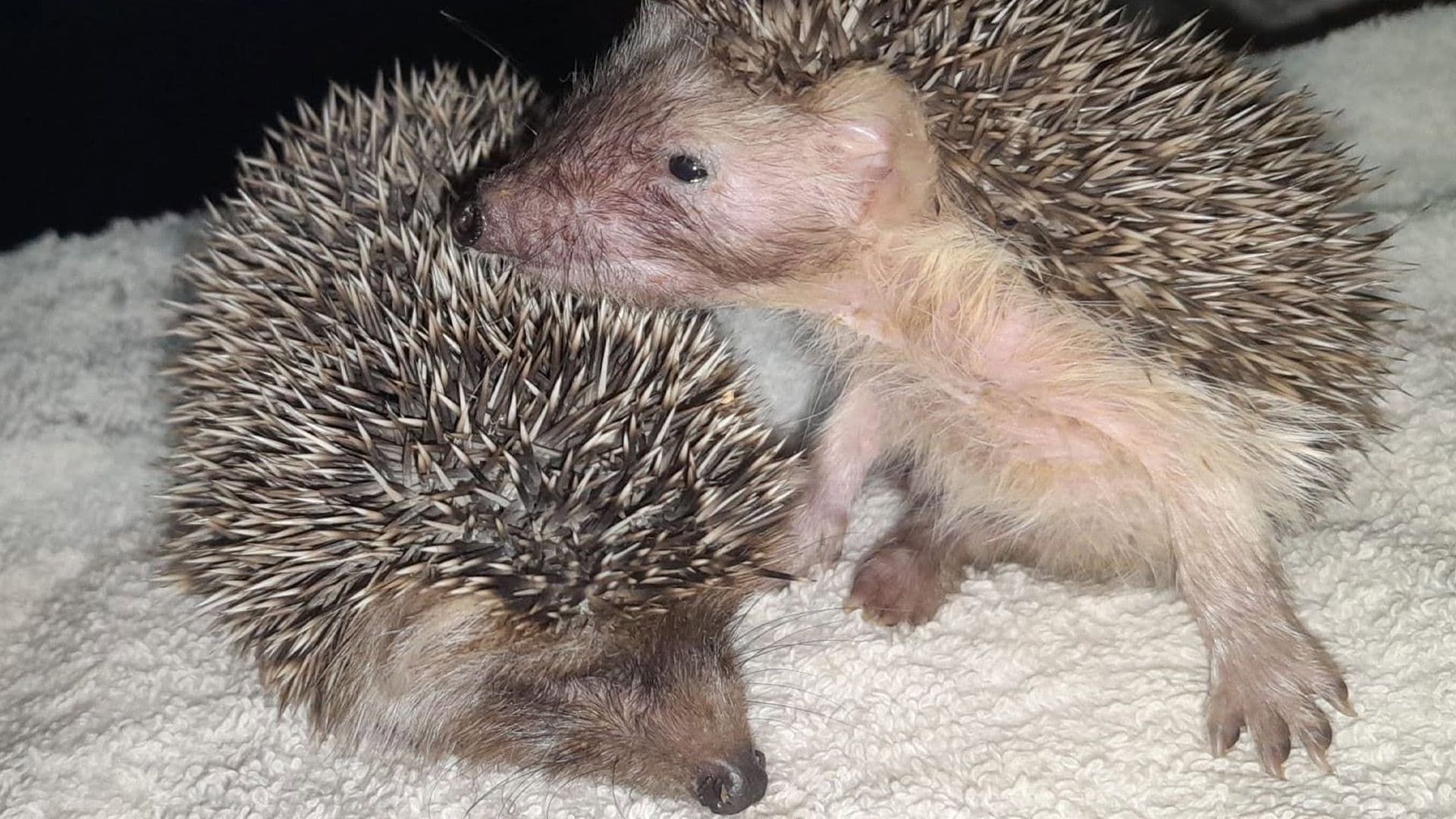 Two Hoglets Rescued Separately In Gozo Now Growing Together