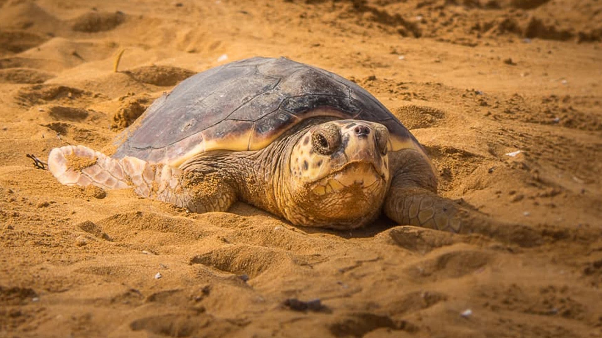 In Photos: Turtles Released Back To The Sea After Rehabilitation