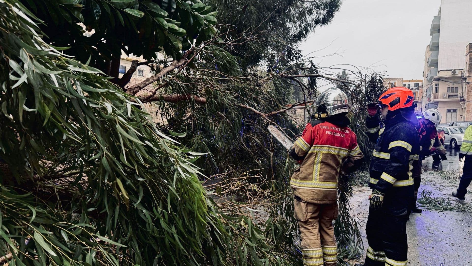 Over 200 Tree Obstructions Cleared By CPD After Storm Harry