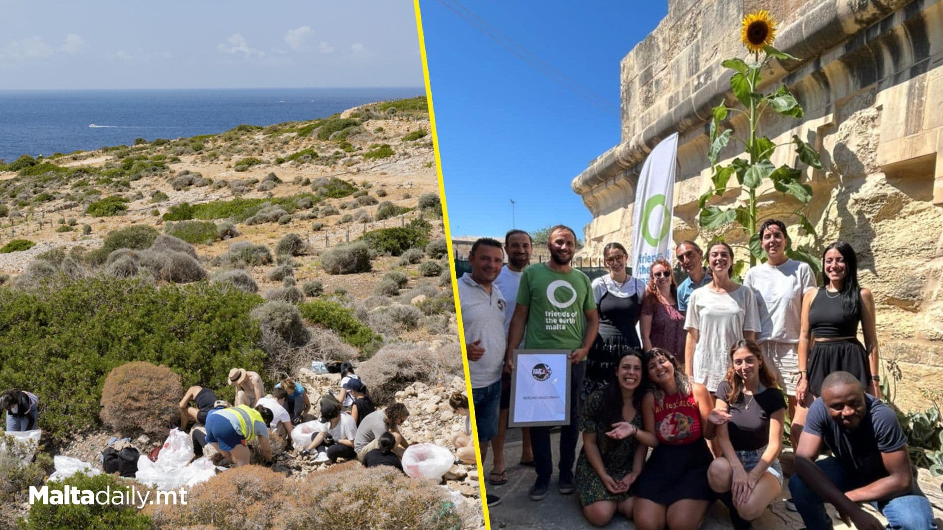 National Record For Tallest Sunflower Broken At 3.6 Metres