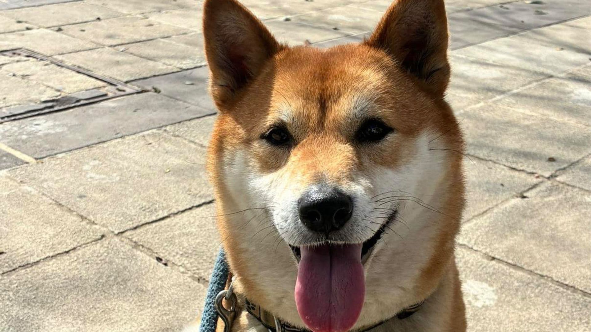 Shelter Spotlight: Here Are Some Pets Waiting For A New Home