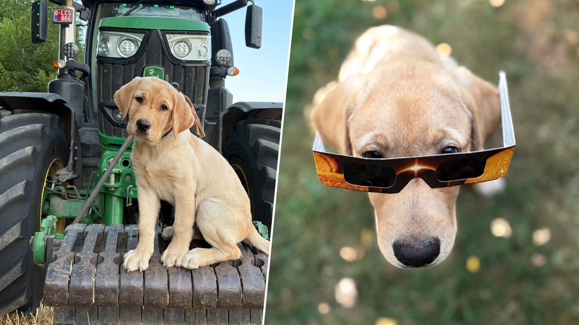 Puppy ‘Ink’ To Live With Belgian Puppy Raiser Family Before Becoming Service Dog