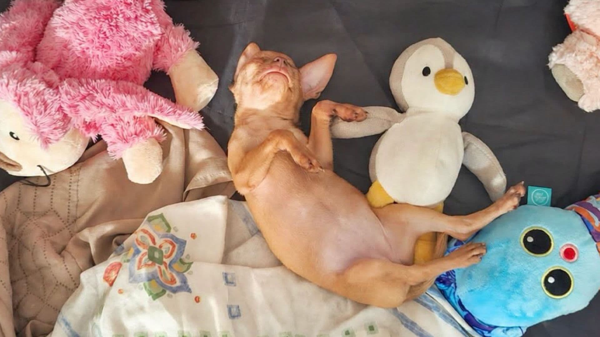 Former Shelter Dog Beetroot Enjoys First Night At New Home