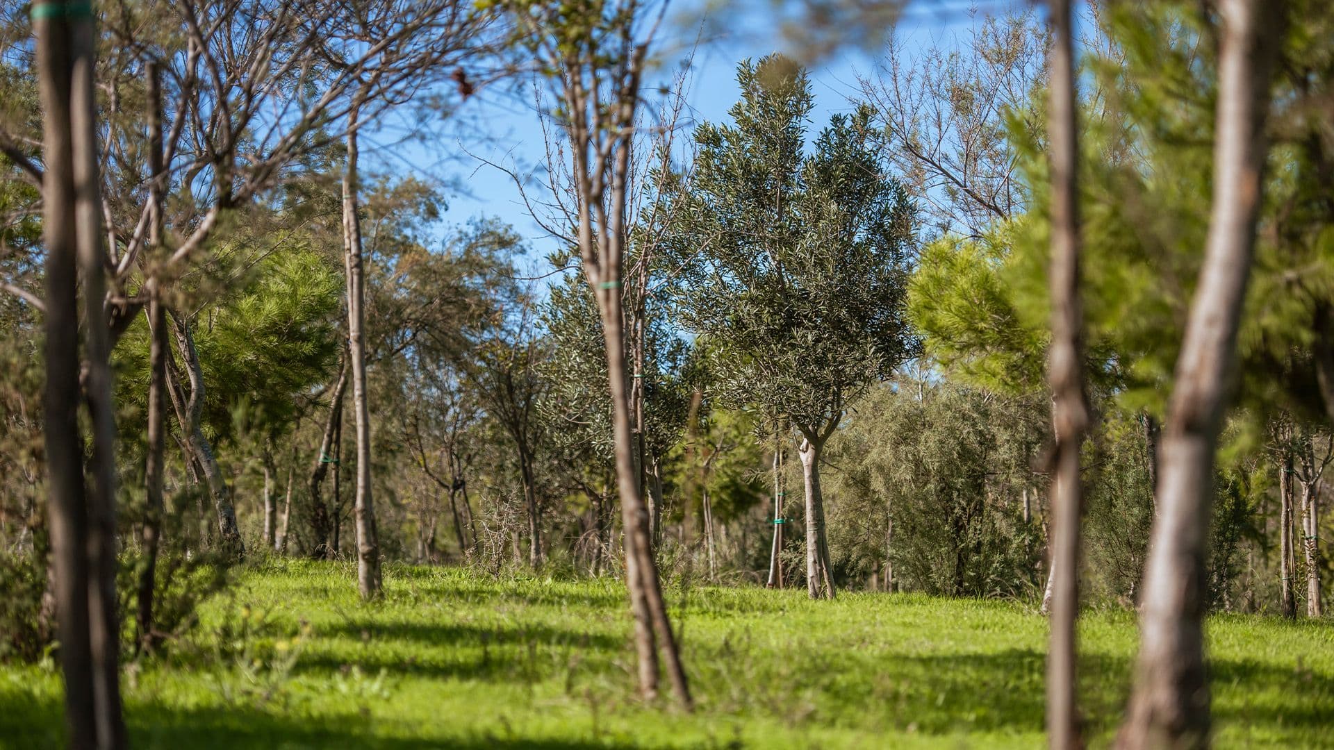 Project Green Launches Tree-Planting Initiative Across Malta and Gozo
