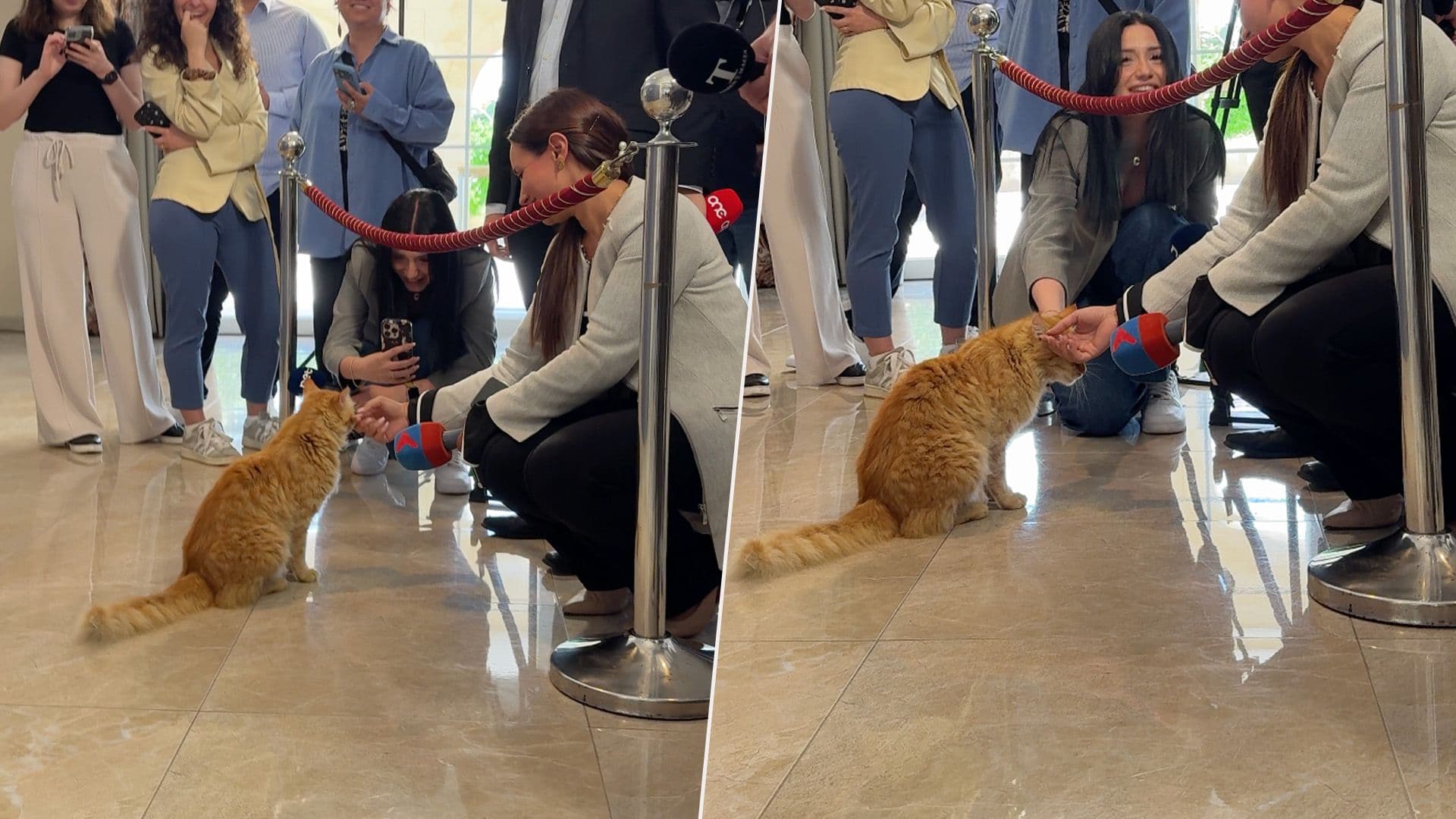 Cat Steals The Spotlight With Journalists During Election Presser