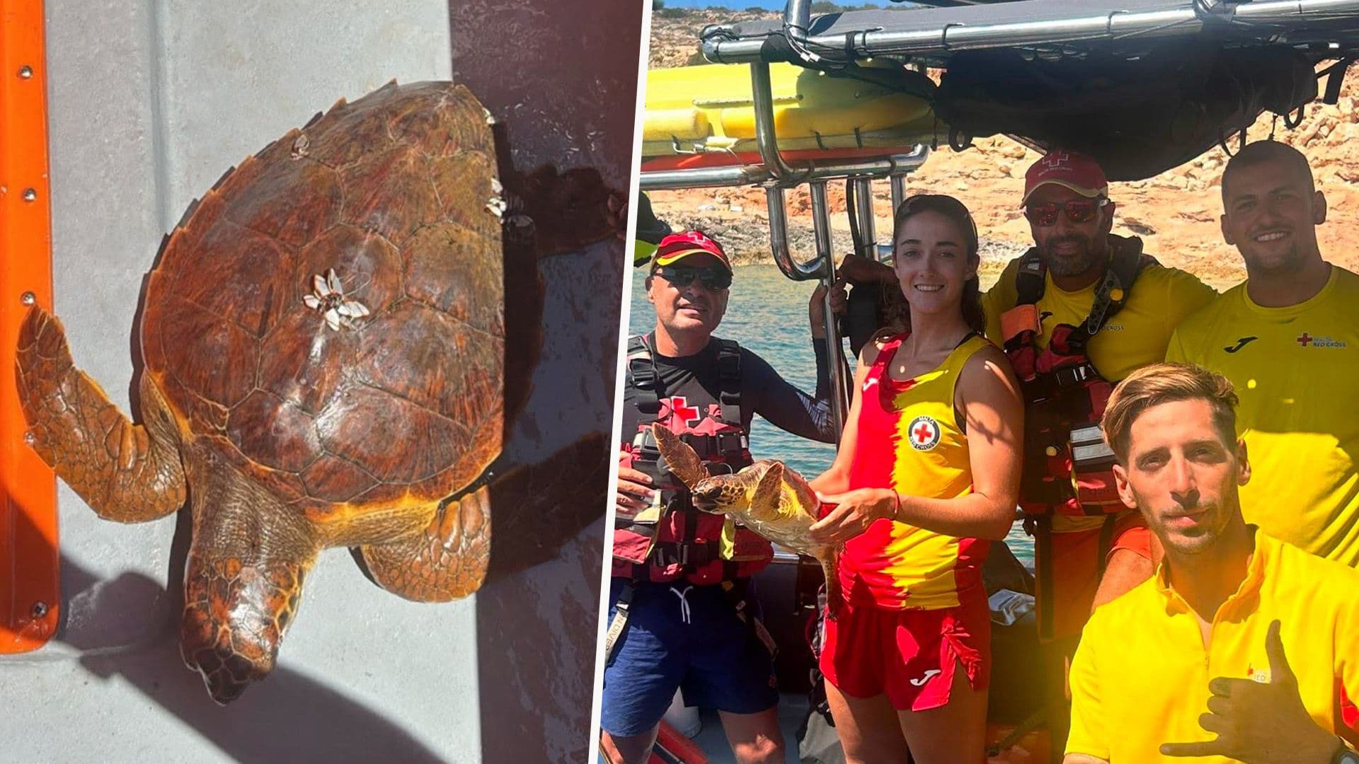 Malta Red Cross Team Rescues Turtle Casualty At Sea