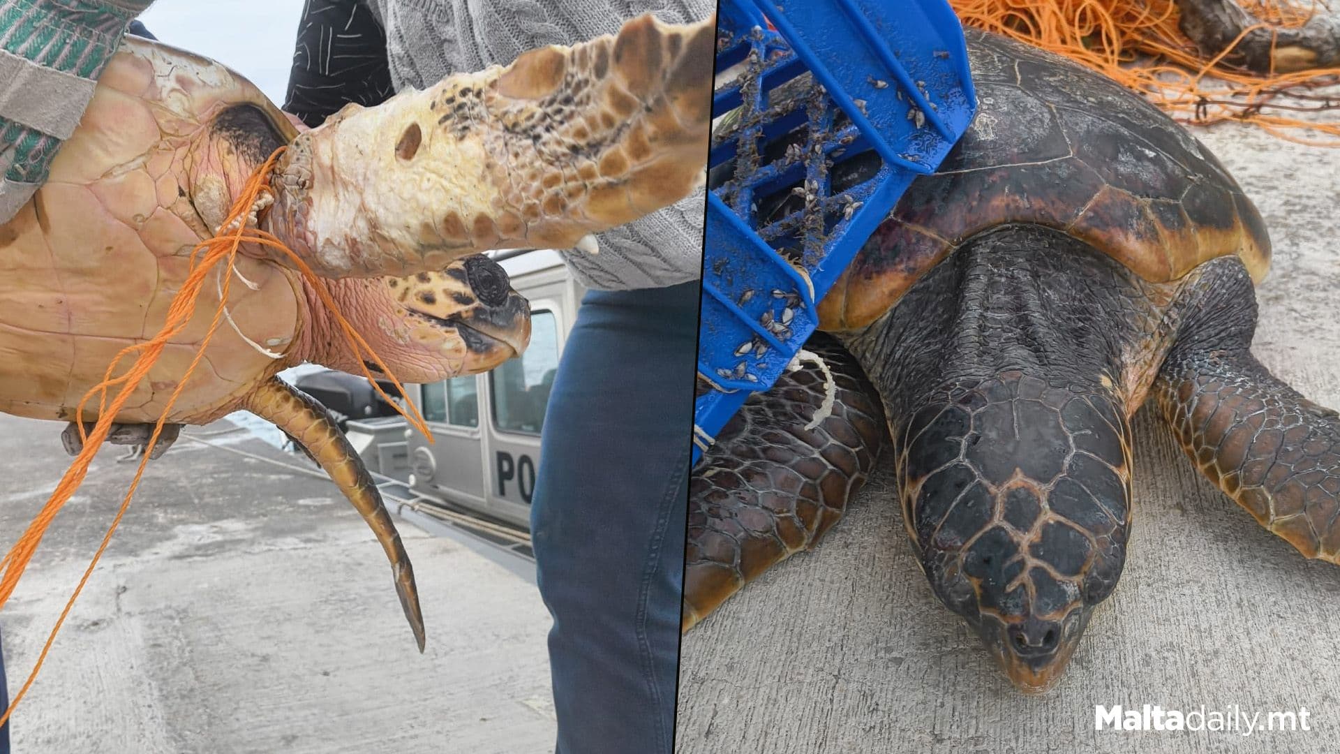 Rescued Turtle Named After Volunteer Who Passed Away