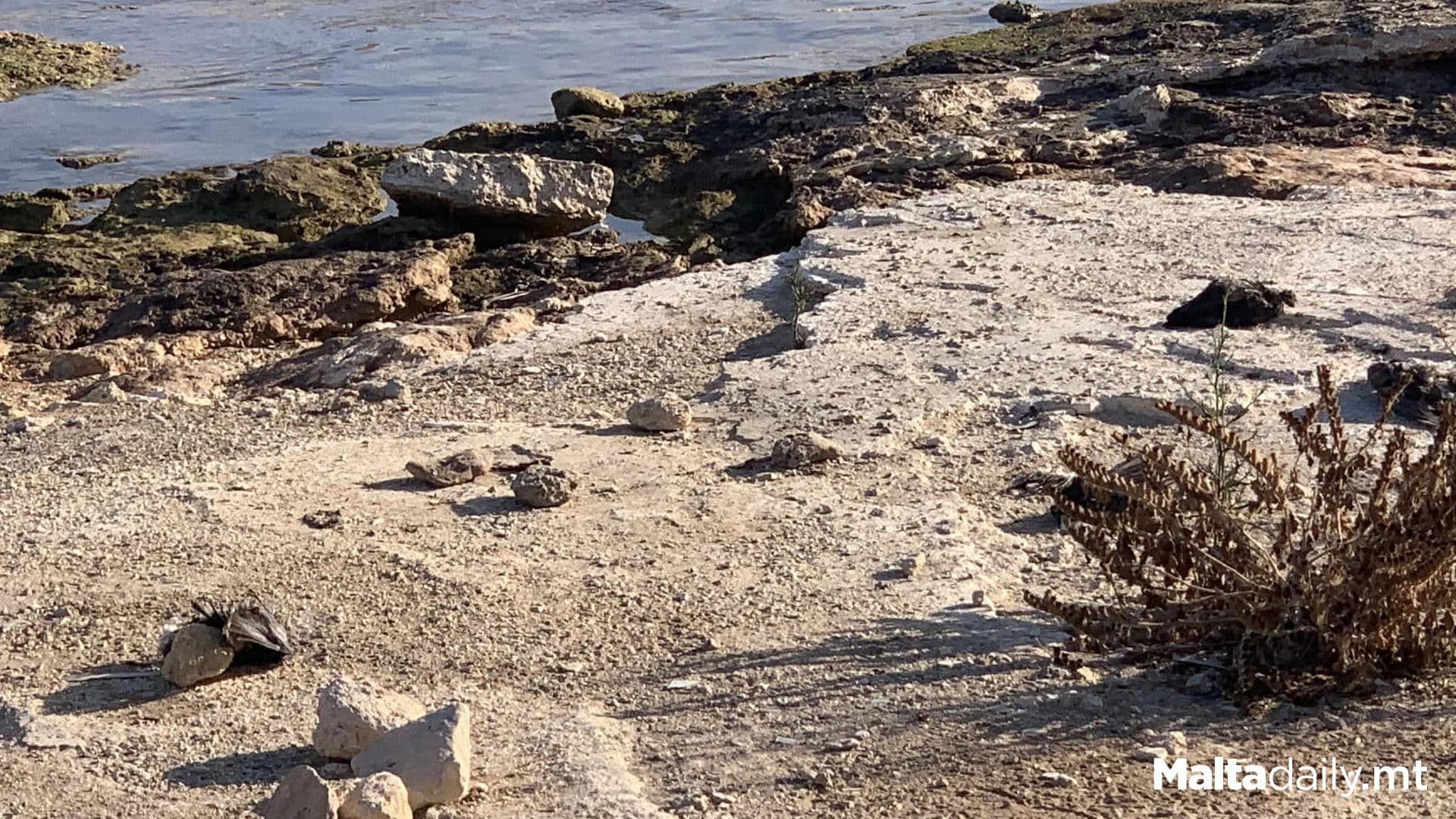 Pigeons Found Dead On Manoel Island