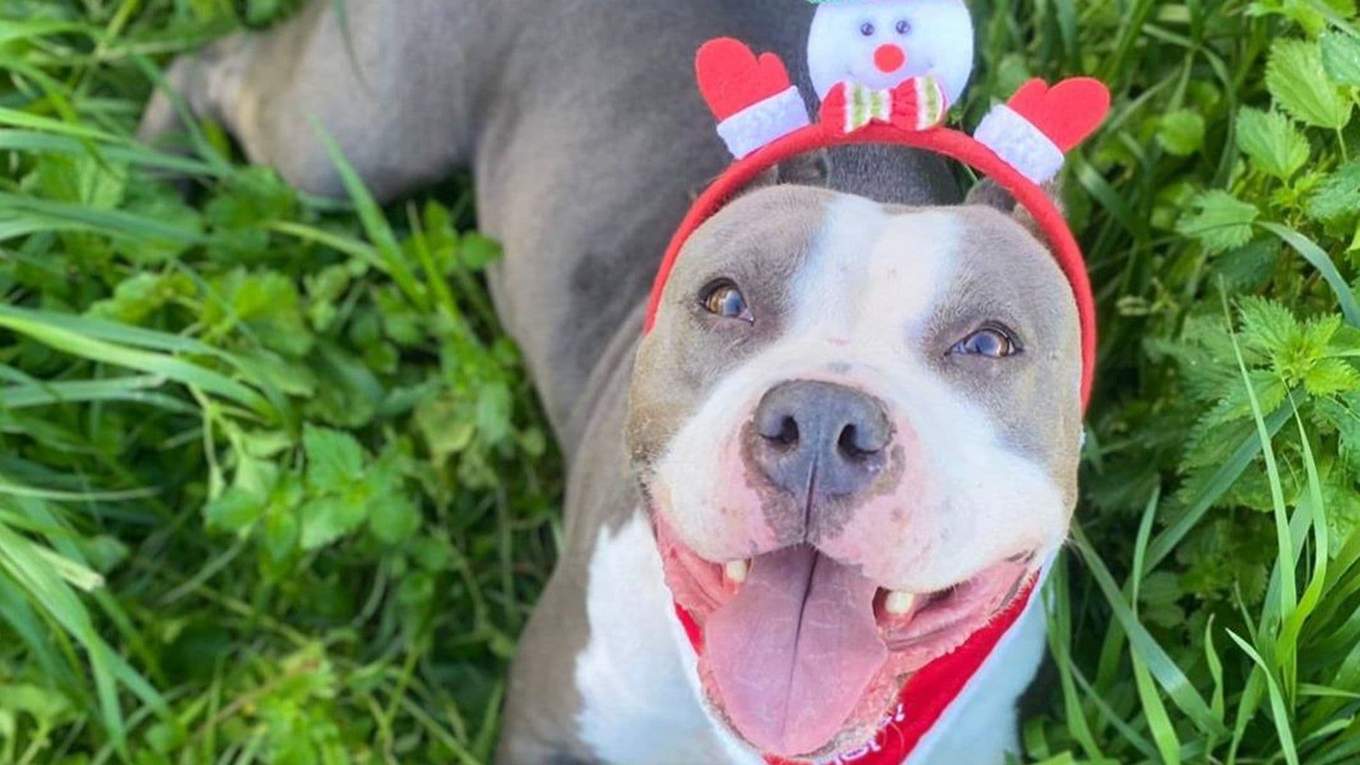 Adorable Shelter Dogs Dressed Up For Christmas