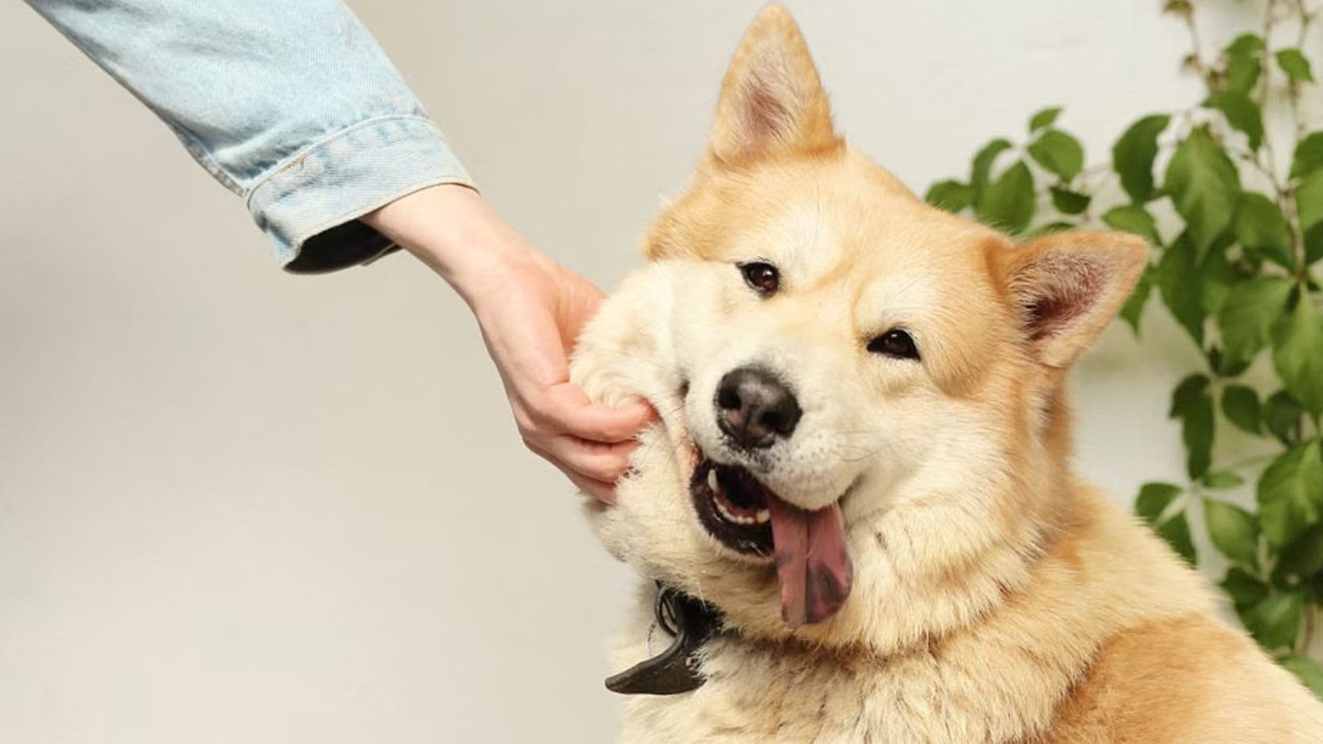 Today Is International Dog Day!