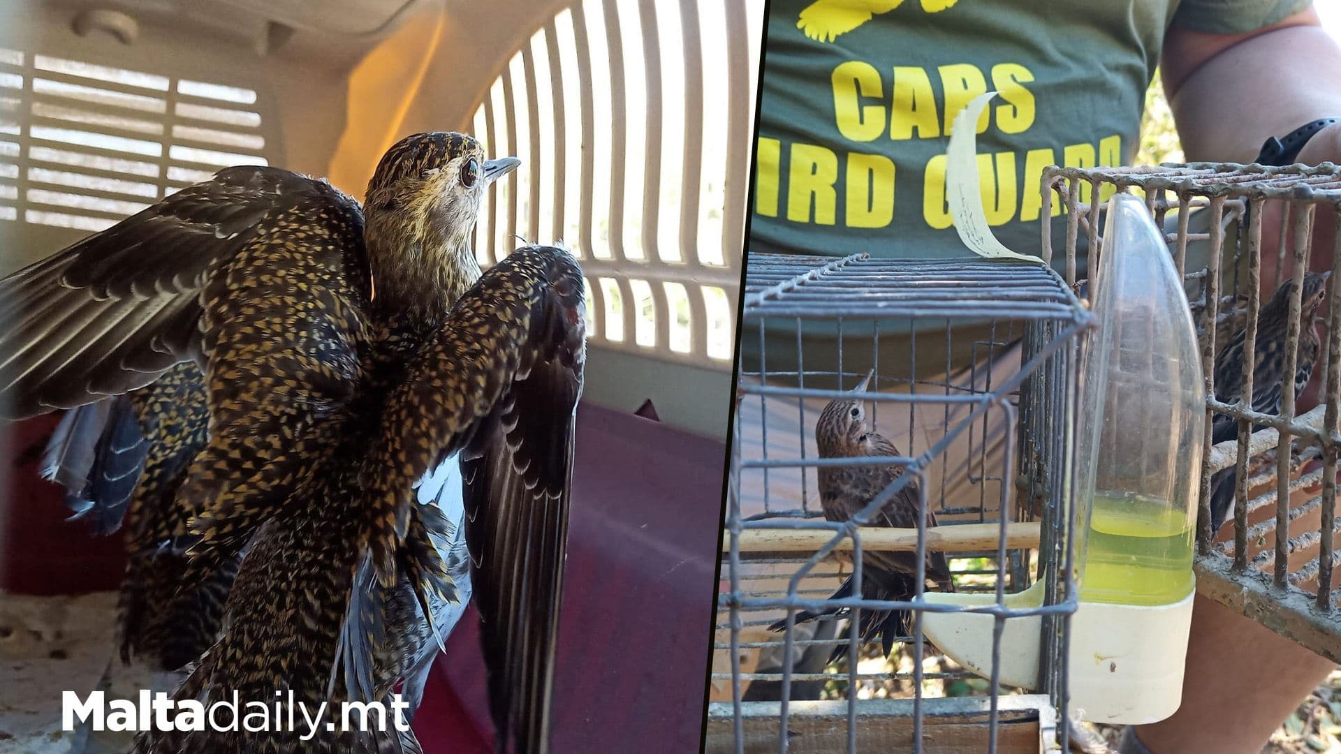 Large Illegal Bird Collection Discovered In Siġġiewi Raid