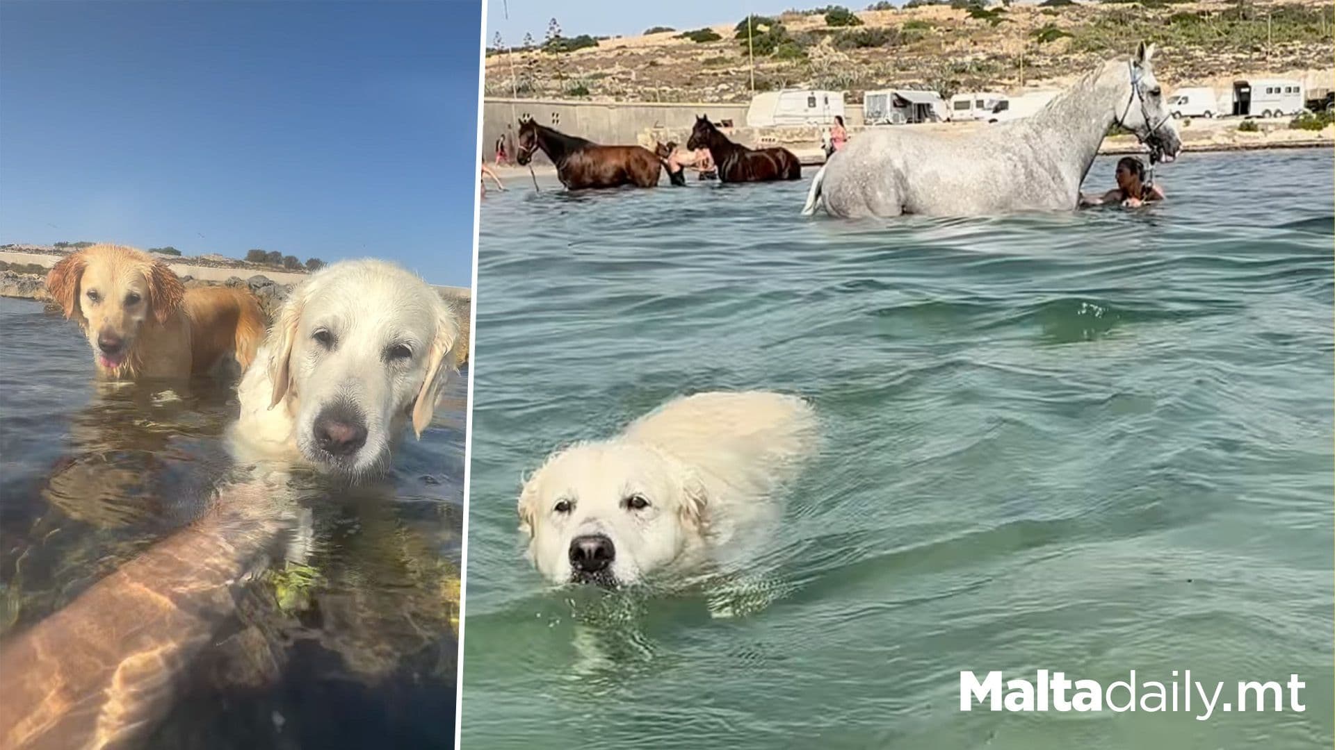 Local Golden Retriever Due Bailey And Whiskey Take A Swim With Horses