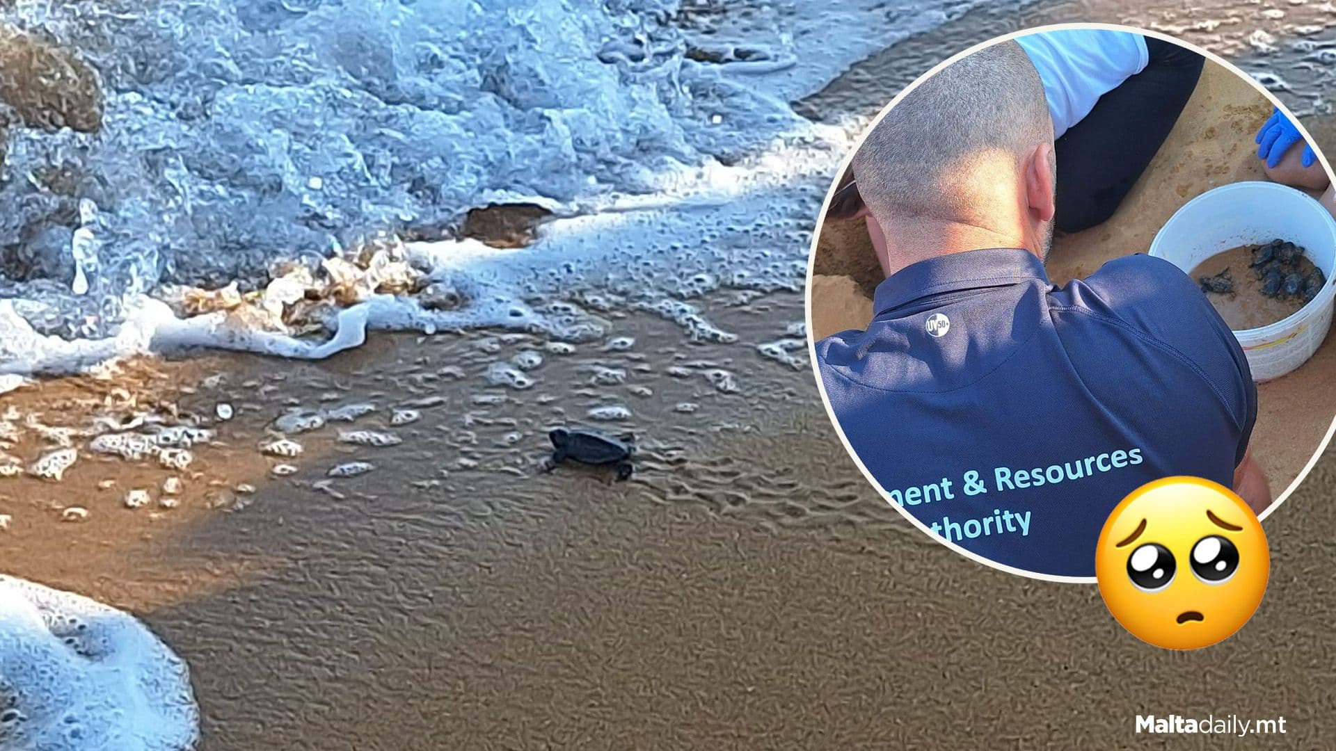 65 Turtles Hatch From Ramla L-Ħamra’s 2nd Nest