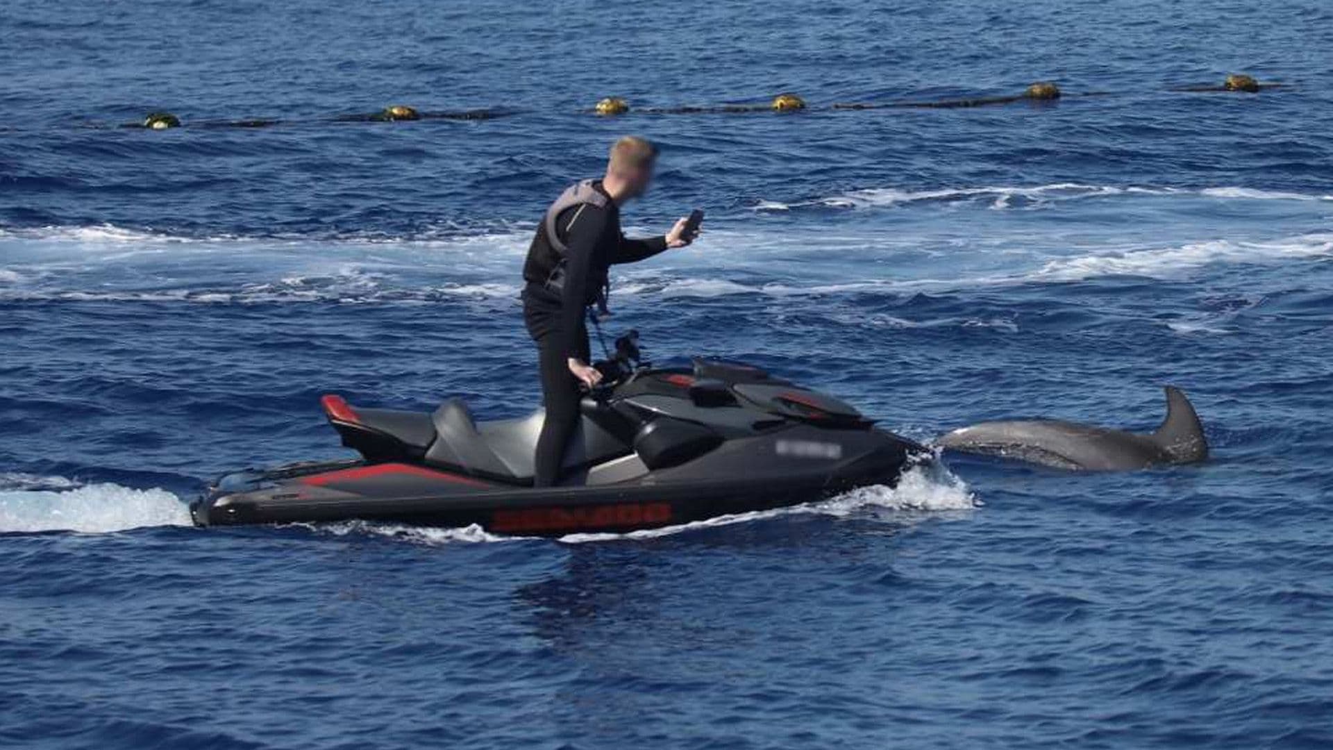 Groups Issue Urgent Call To Stop Harassment Of Wild Dolphins In Maltese Waters