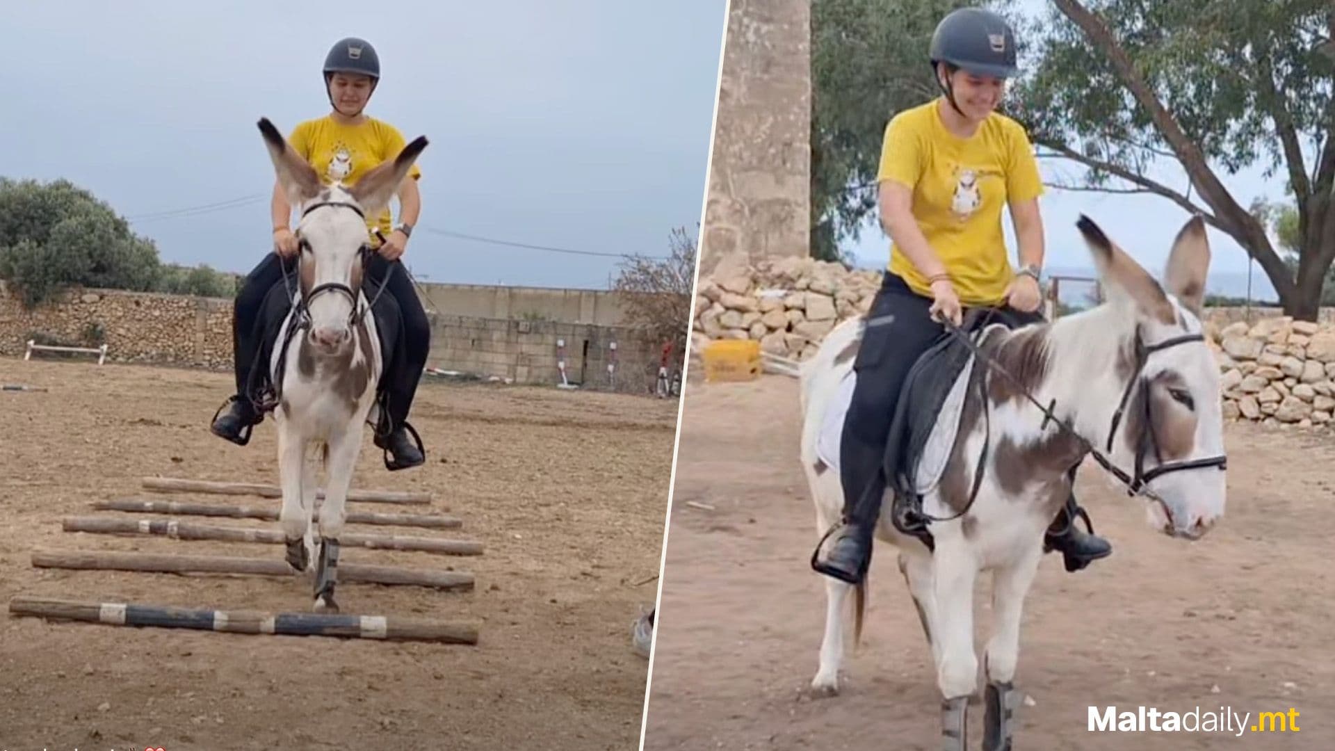Rescued Local Donkey Nails First Saddle Ride