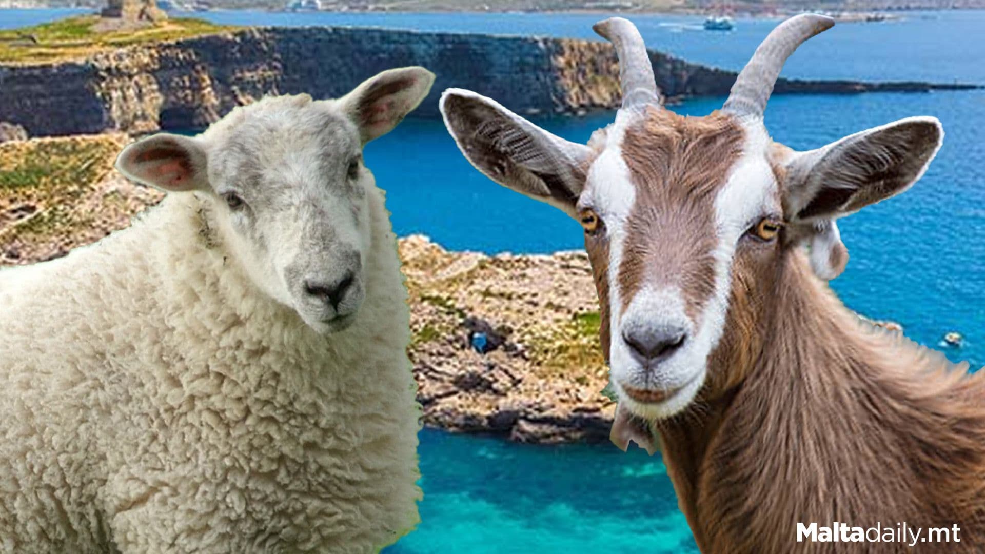 15,089 Sheep & 6,451 Goats In Malta & Gozo 2025