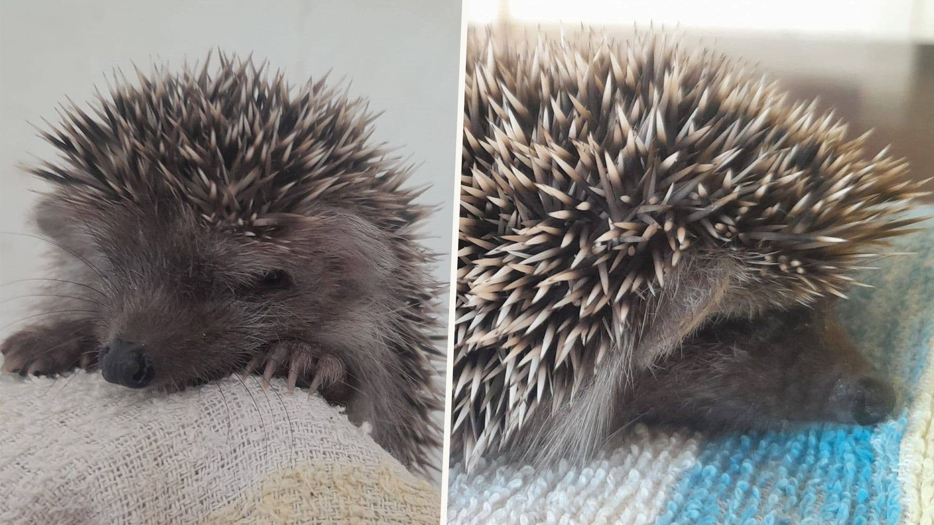 Little Hoglet Gets A Second Chance After Found With Feet Covered In Cement