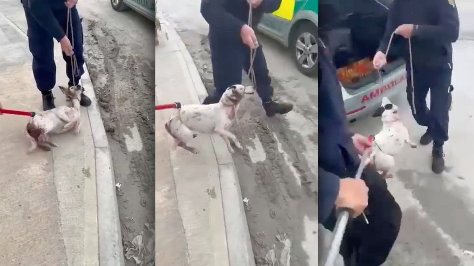 Investigation Launched Into Rough Handling Of Shot Dog