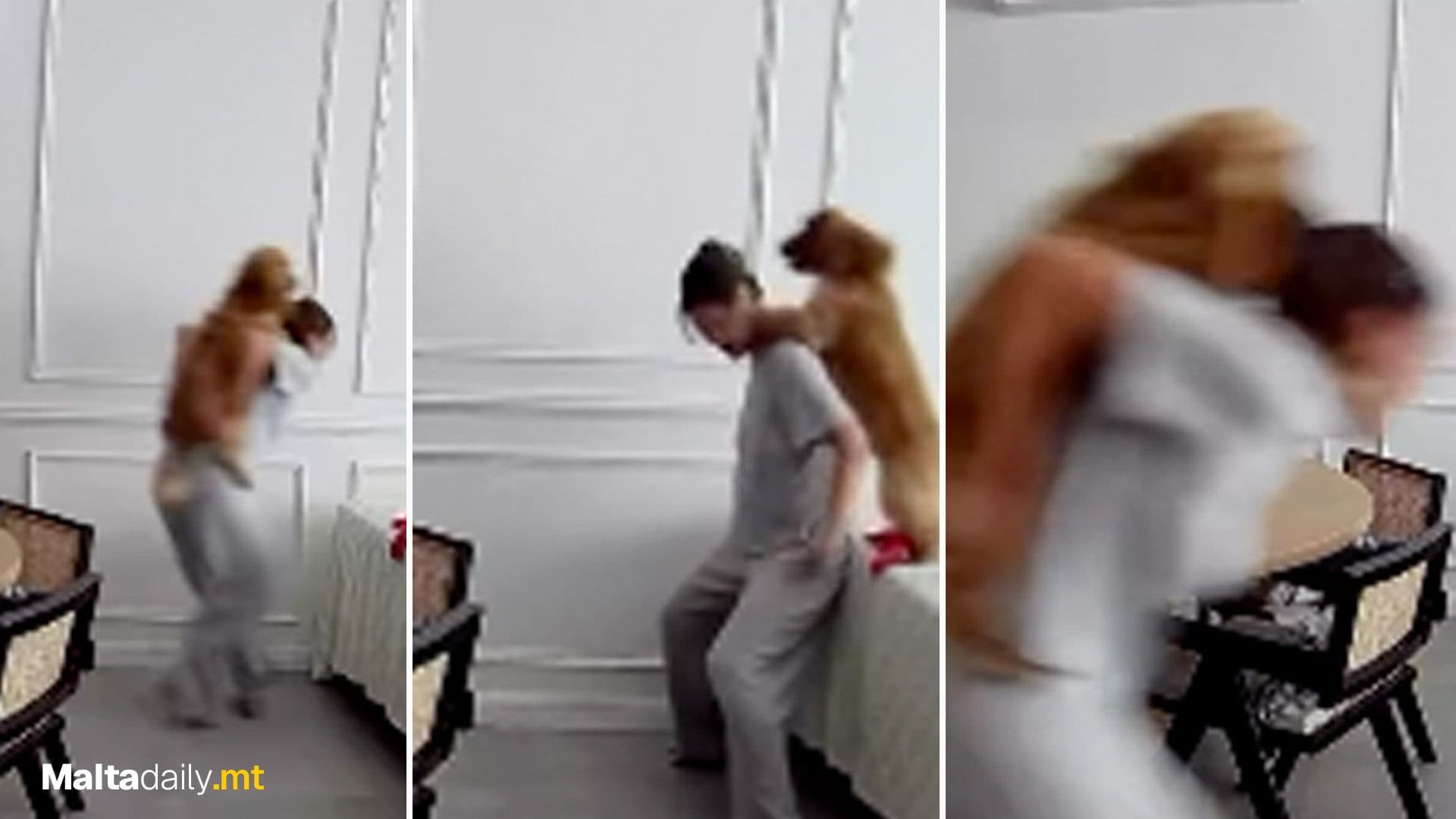 Local Dog & Owner Go Viral For Cute Piggy-Back Ride