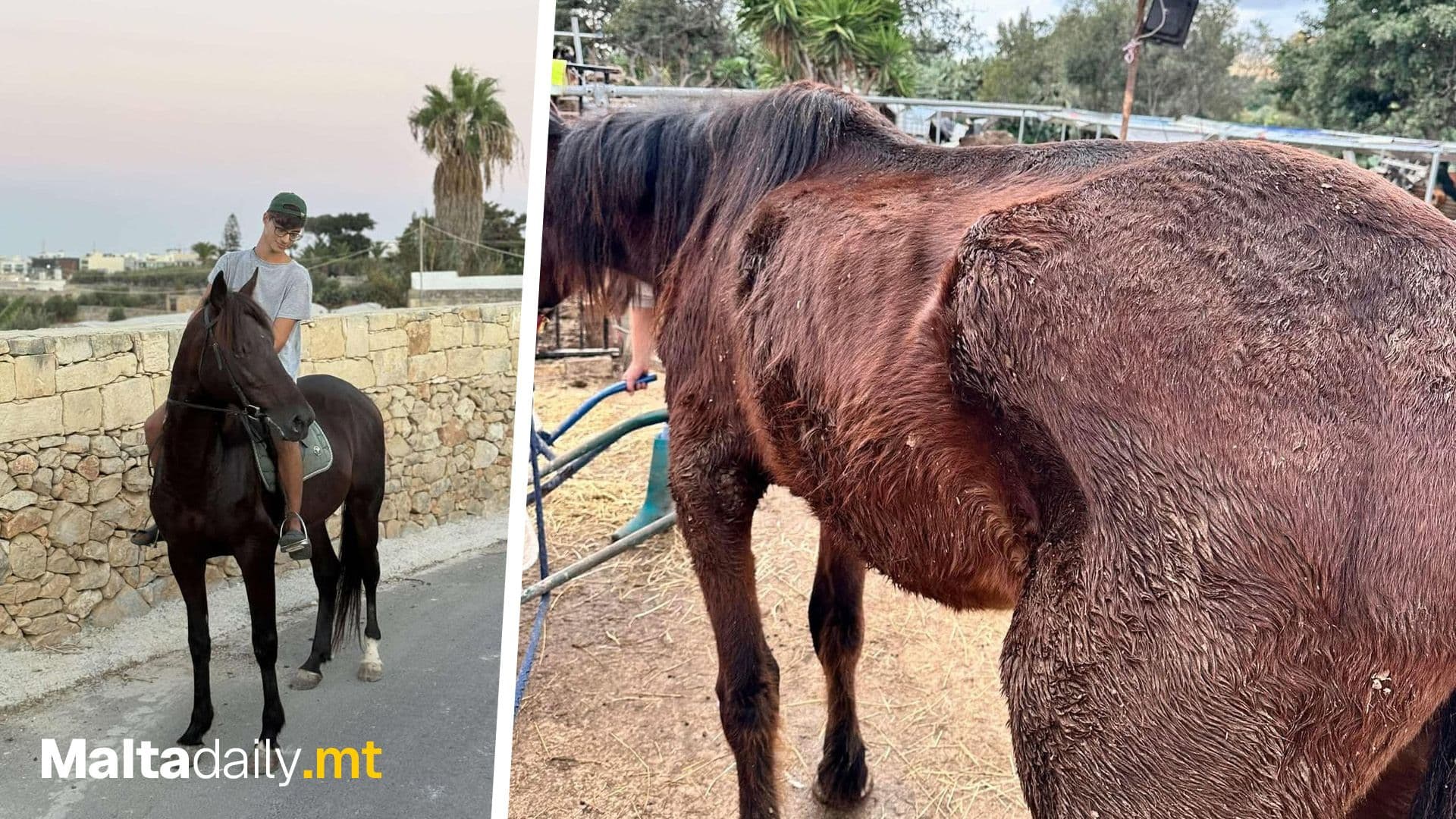 Prince the Horse Enjoys His First Outing After Seven Months at Second Chance Horse Rescue