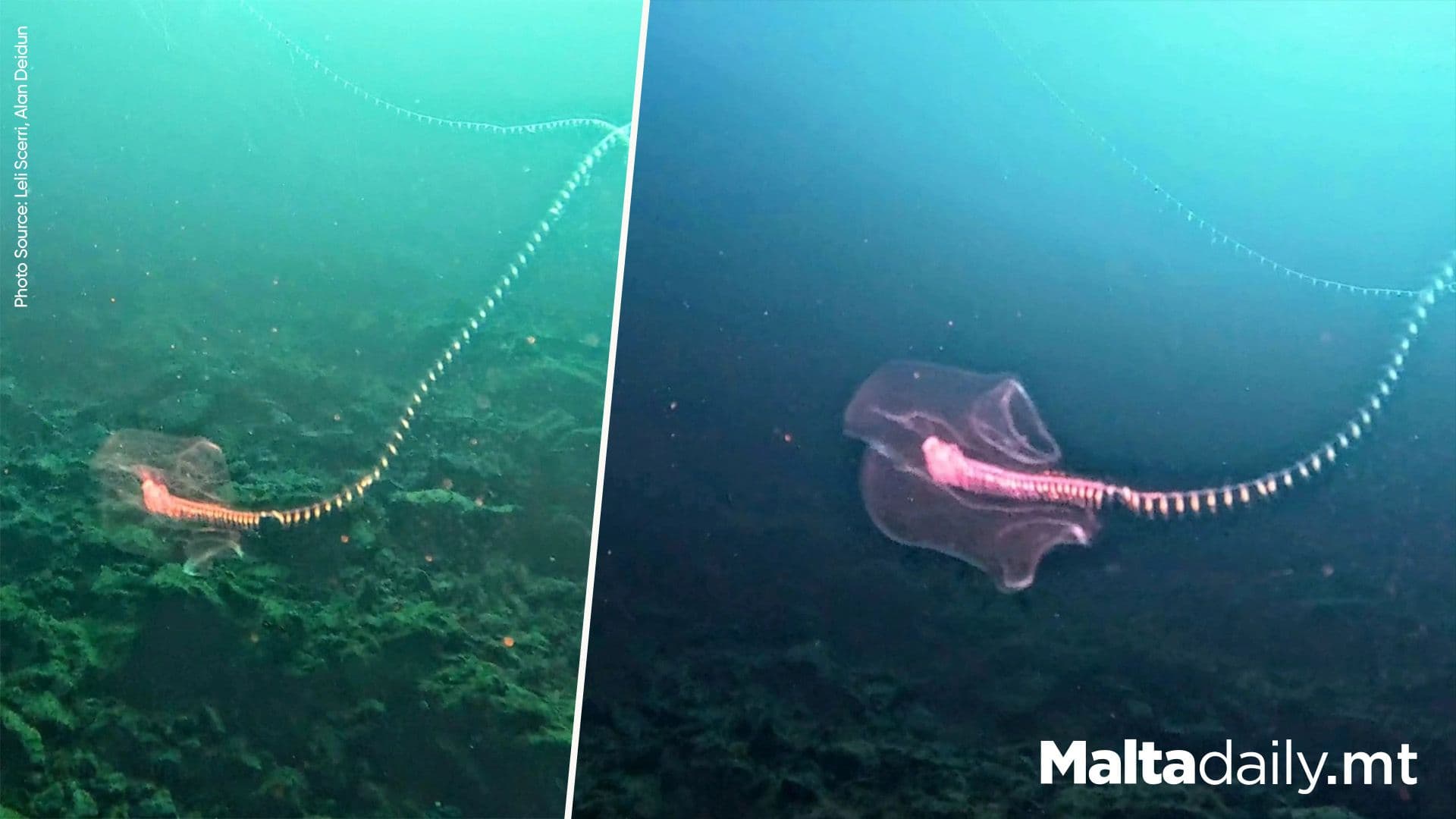 Giant Alien-Like Creature Spotted In Maltese Waters