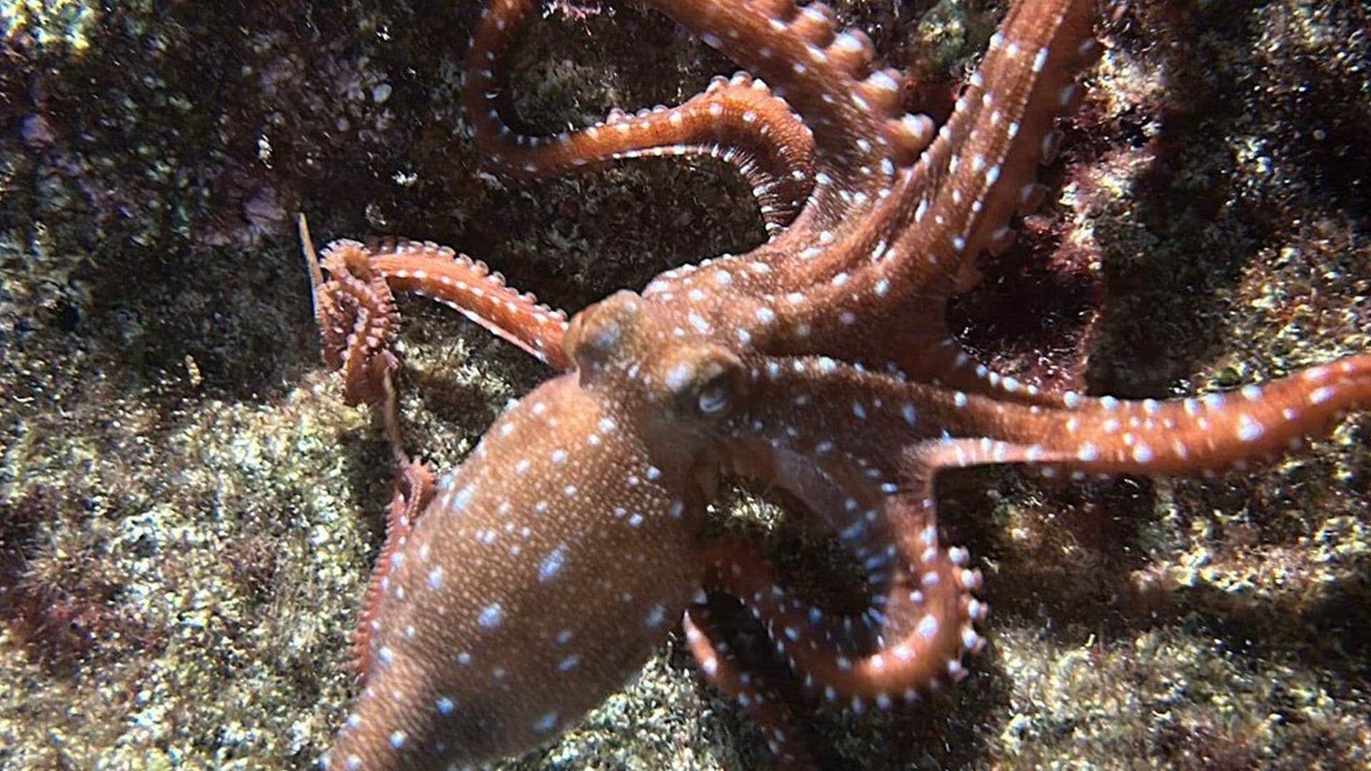 White-Spotted Octopus Seen In Maltese Waters