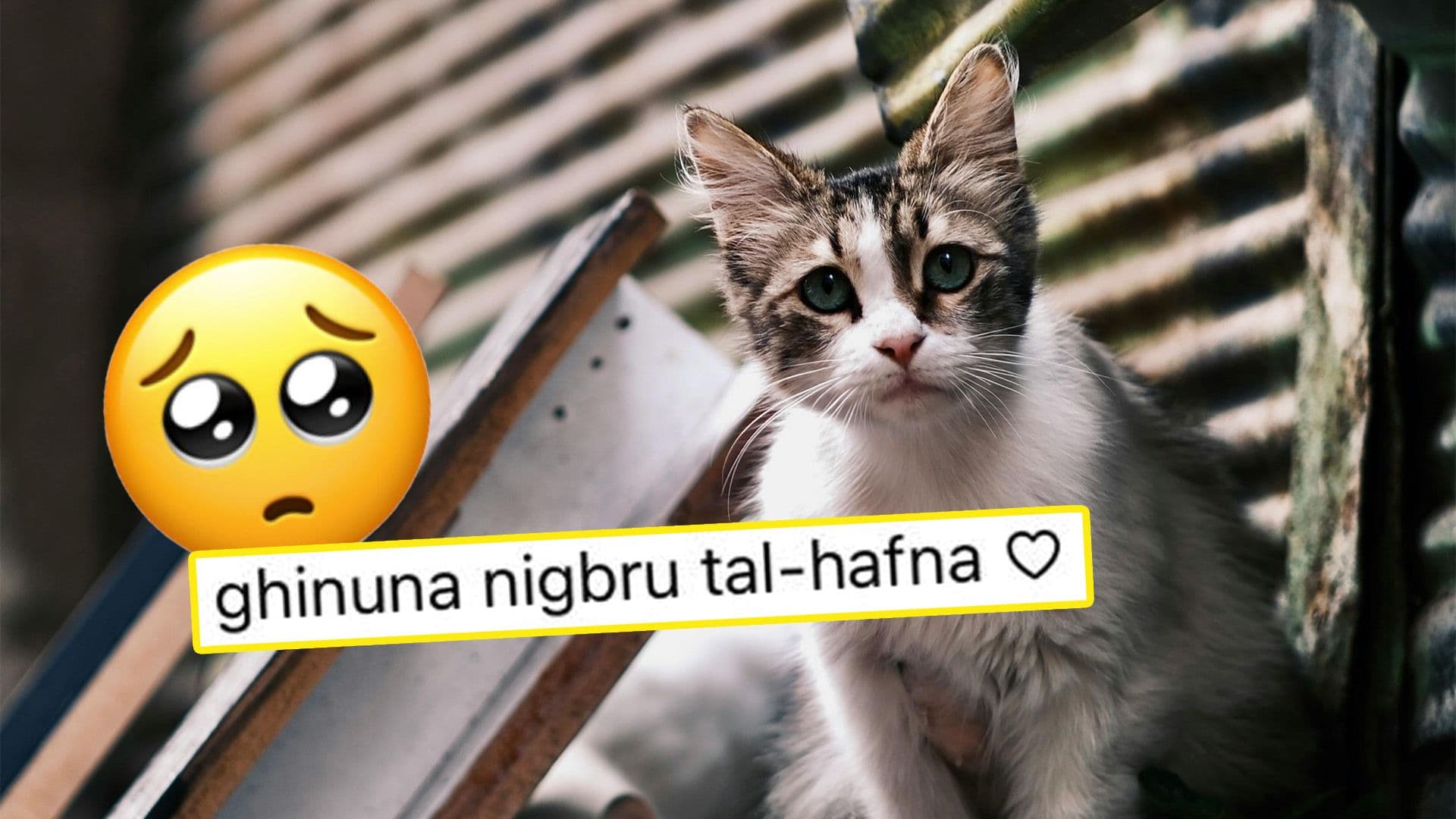 Naxxar Woman Collecting VAT Receipts to Help Stray Cats