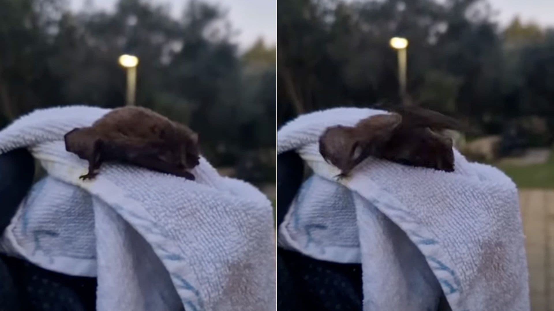 Up To 18 Bat Rescue Calls Due To Strong Winds These Past 2 Months