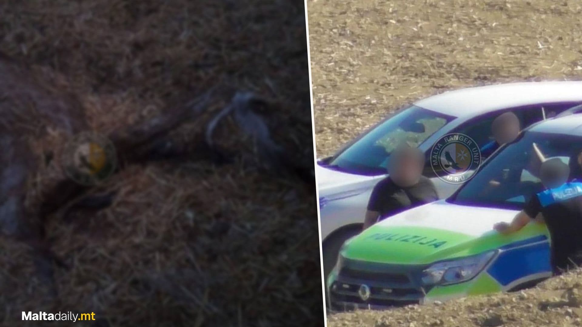 Decomposing Horse & Neglected Animals Found On Gozo Site