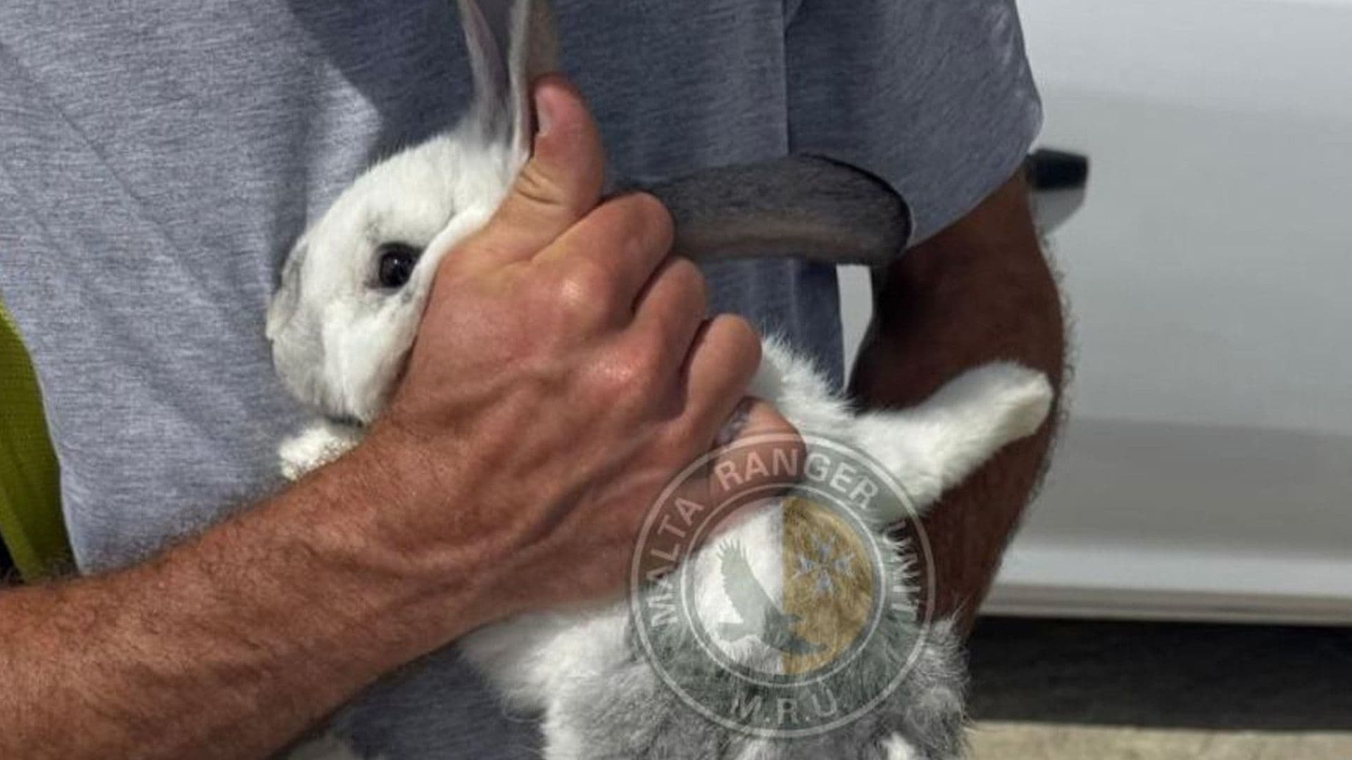 Pet Rabbit Founds With All 4 Legs Snapped In Għajnsielem