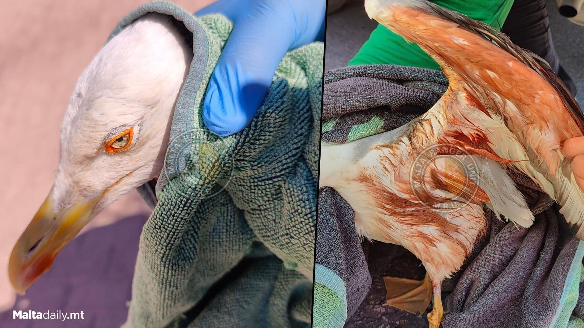 15 Year Old Injured Gull Found Near Ta’ Fra Ben