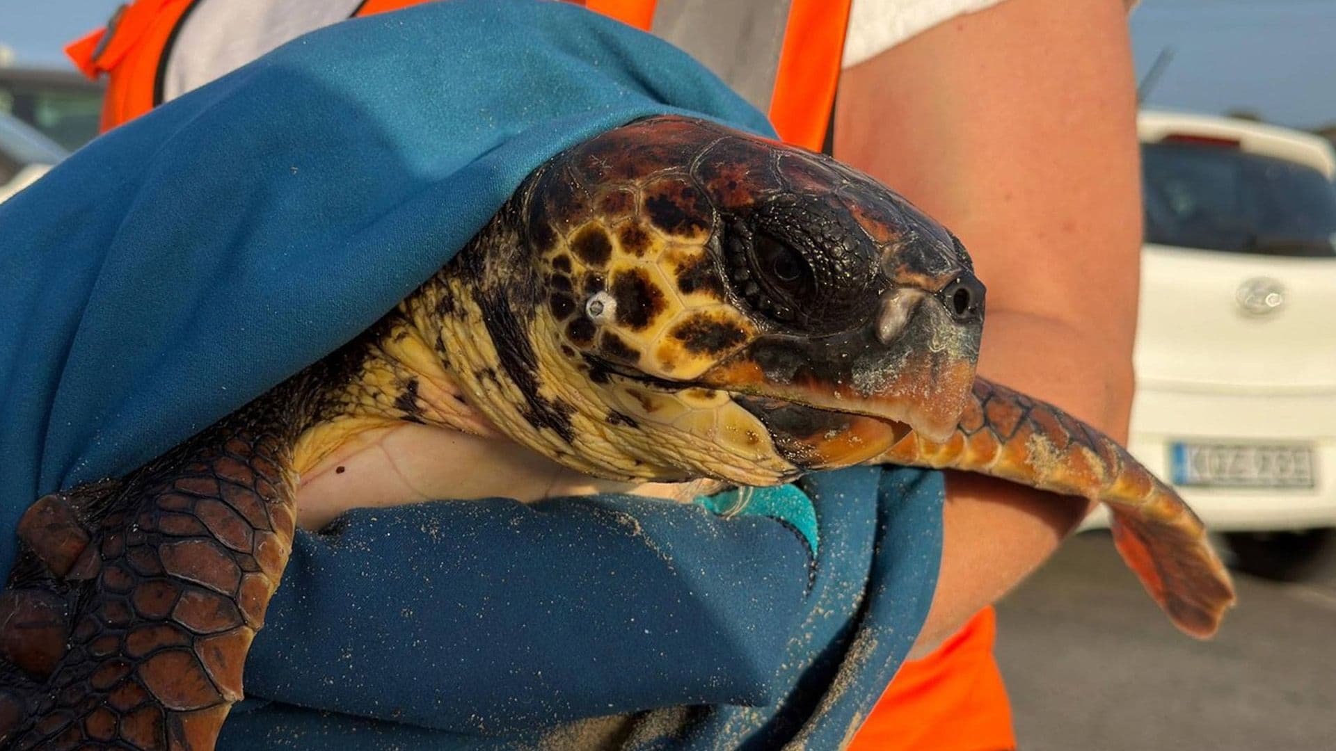 Turtle Rescued Despite Rough Waters In Little Armier