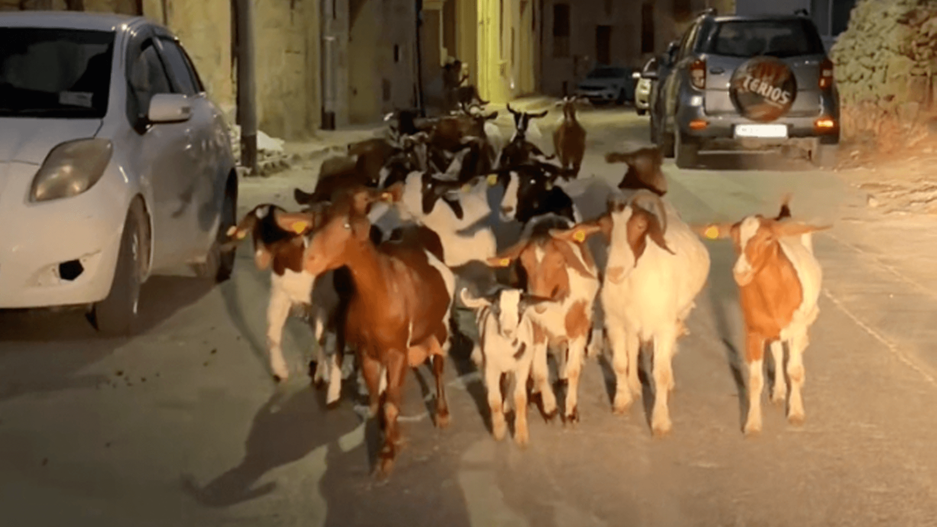 Tourist On Vacation In Malta Surprised By Herd Of Goats