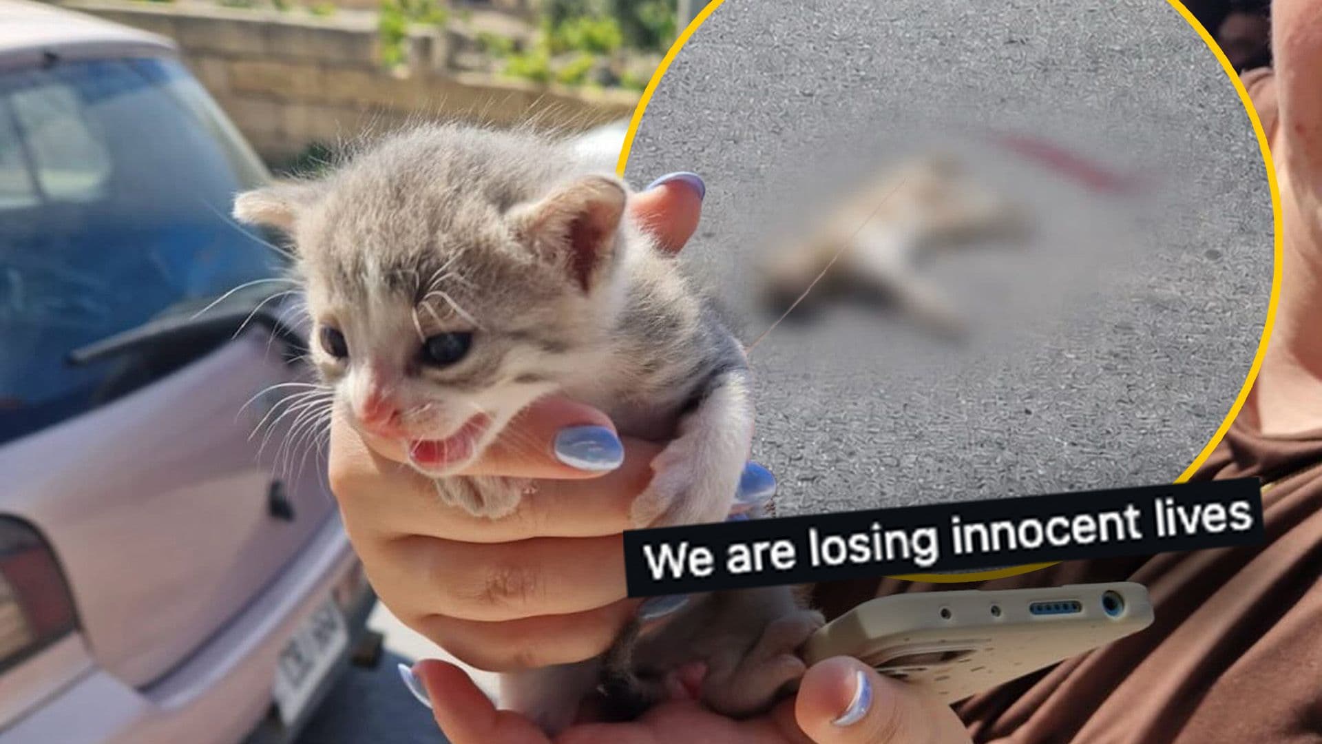 MSPCA Plead With Drivers To "Slow Down" As More Animals Die On Maltese Roads